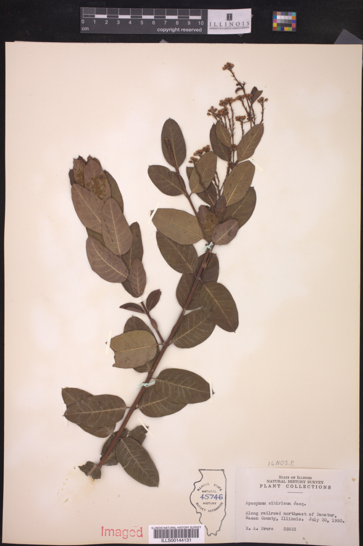 Apocynum sibiricum image