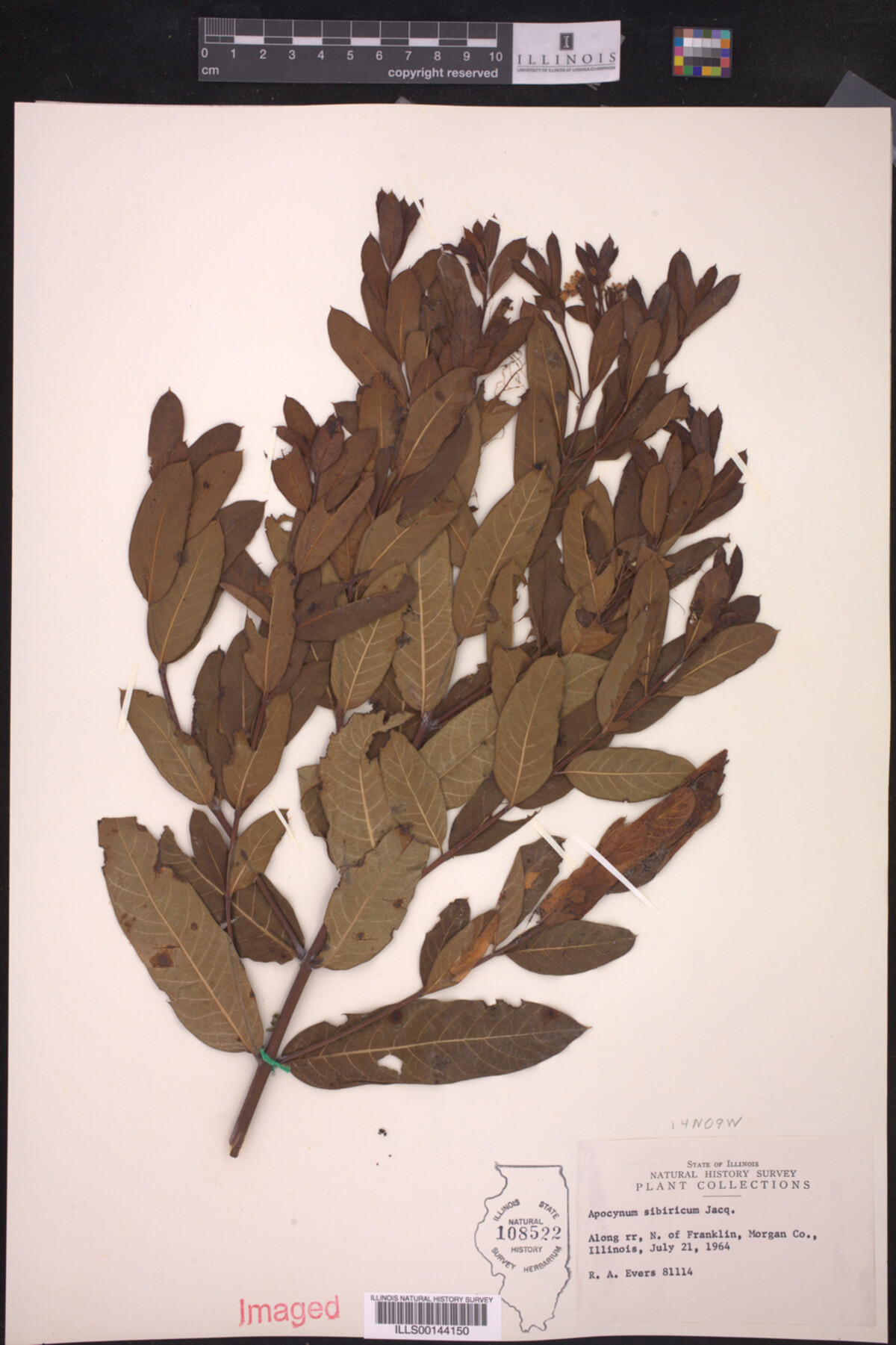 Apocynum sibiricum image