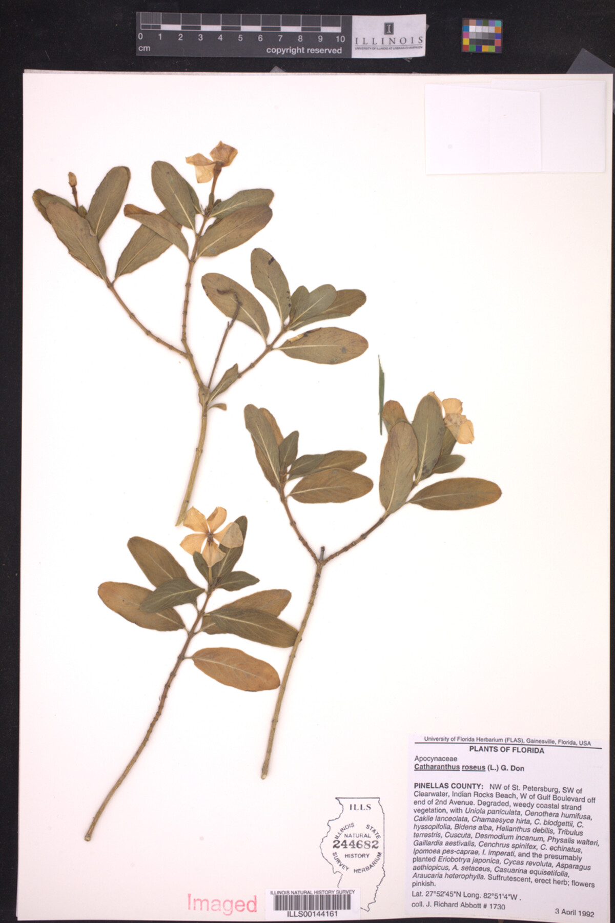 Catharanthus roseus image