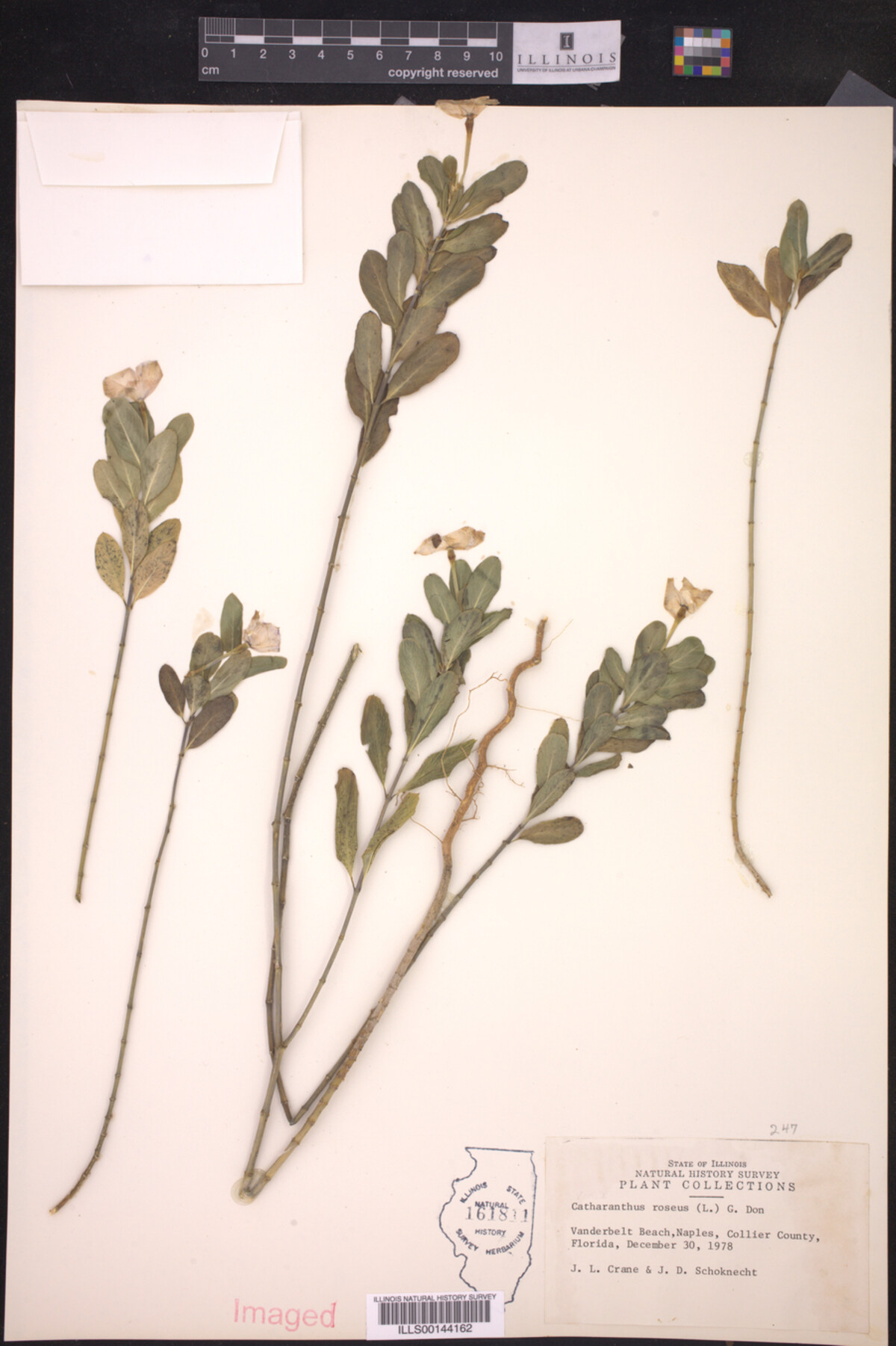 Catharanthus roseus image