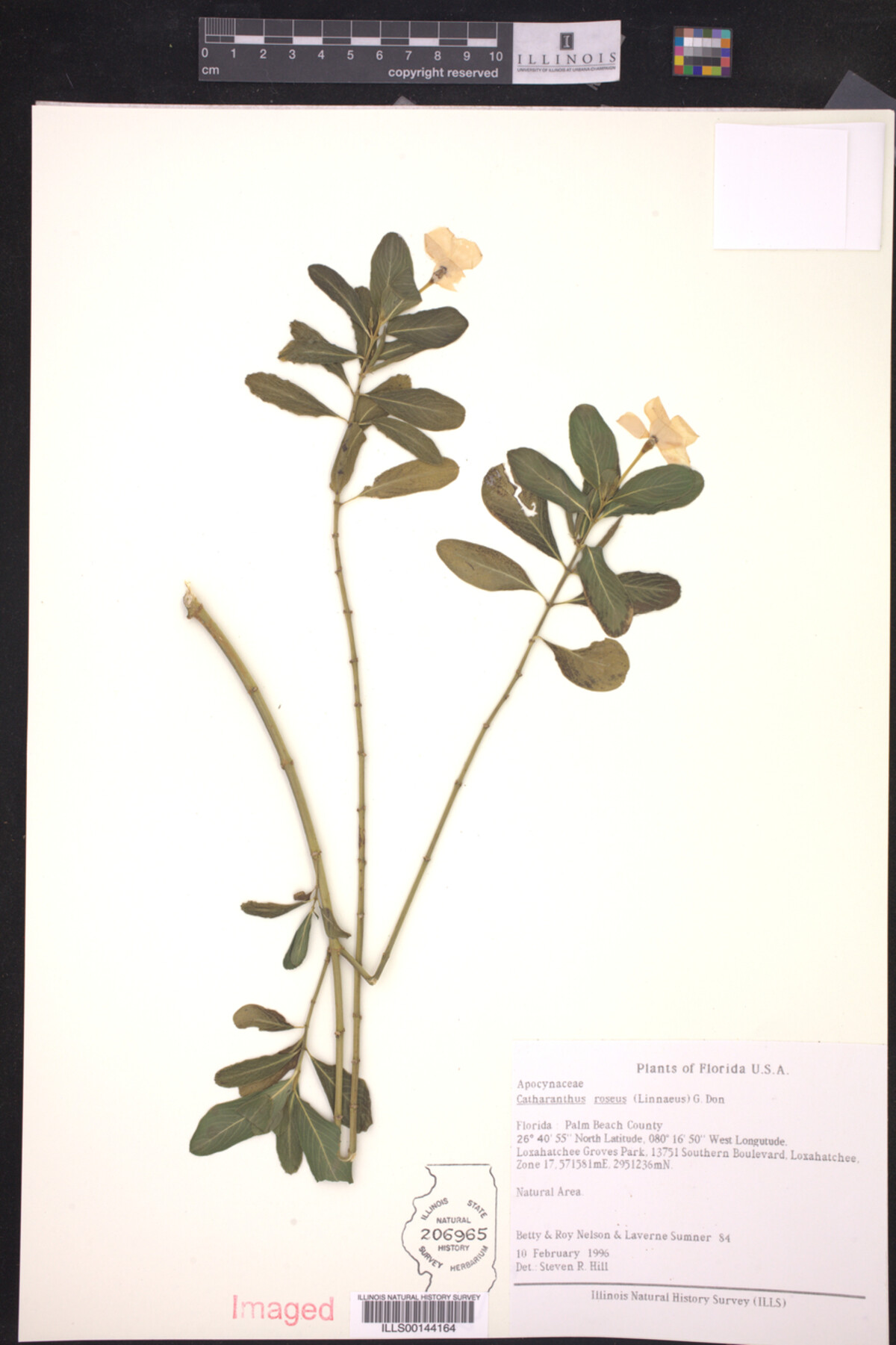 Catharanthus roseus image