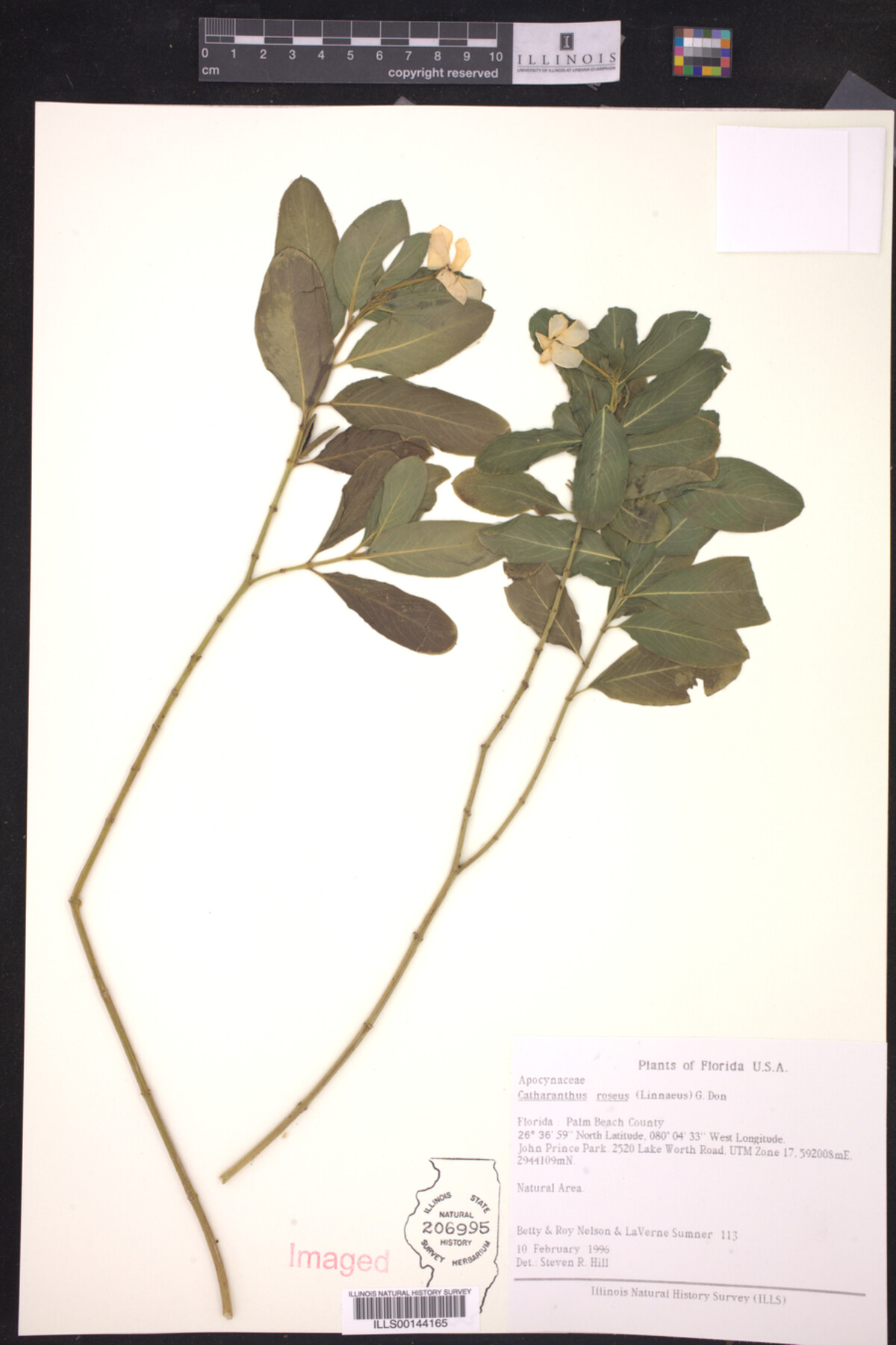 Catharanthus roseus image