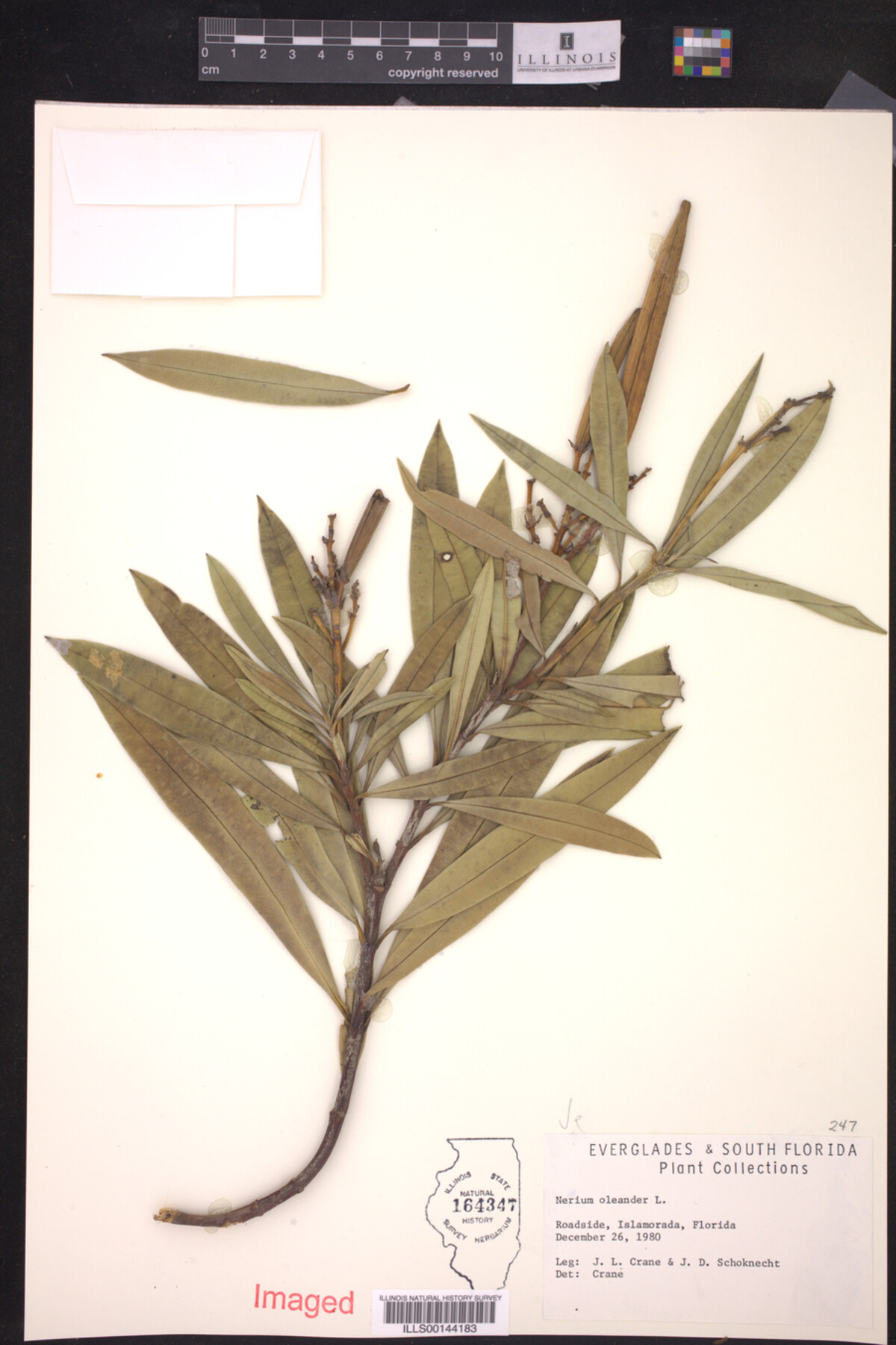 Apocynaceae image