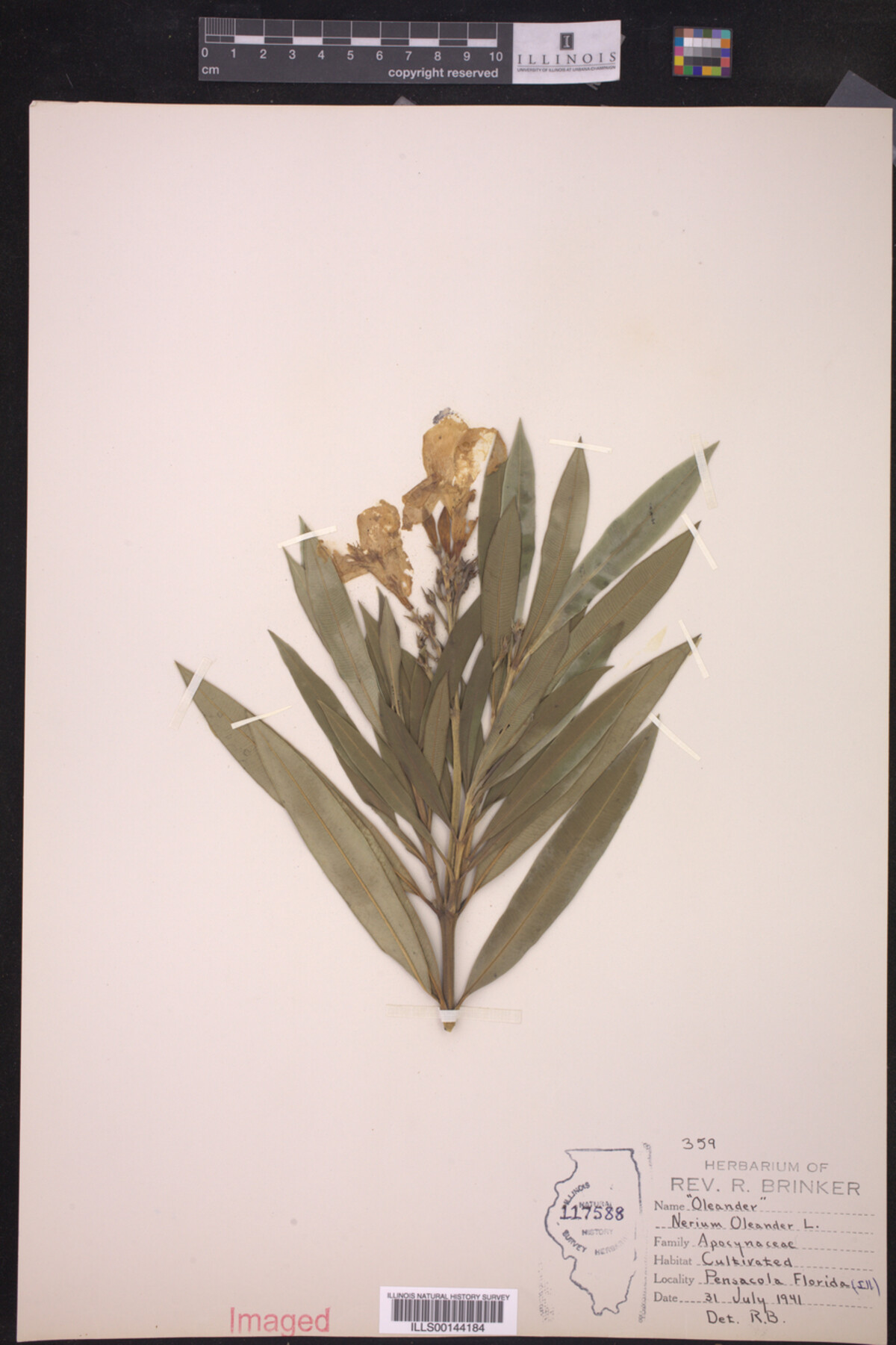 Nerium oleander image