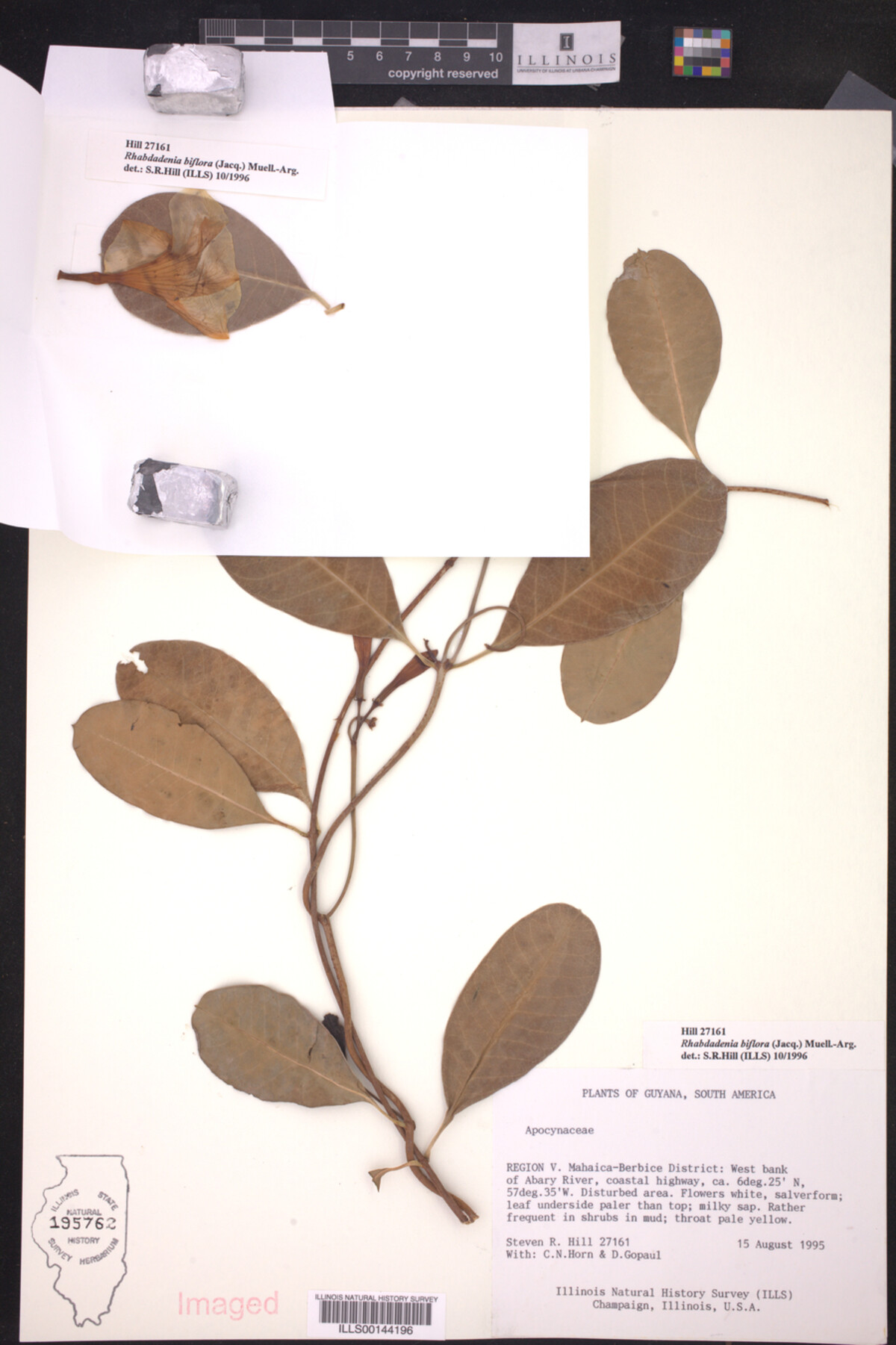 Rhabdadenia biflora image