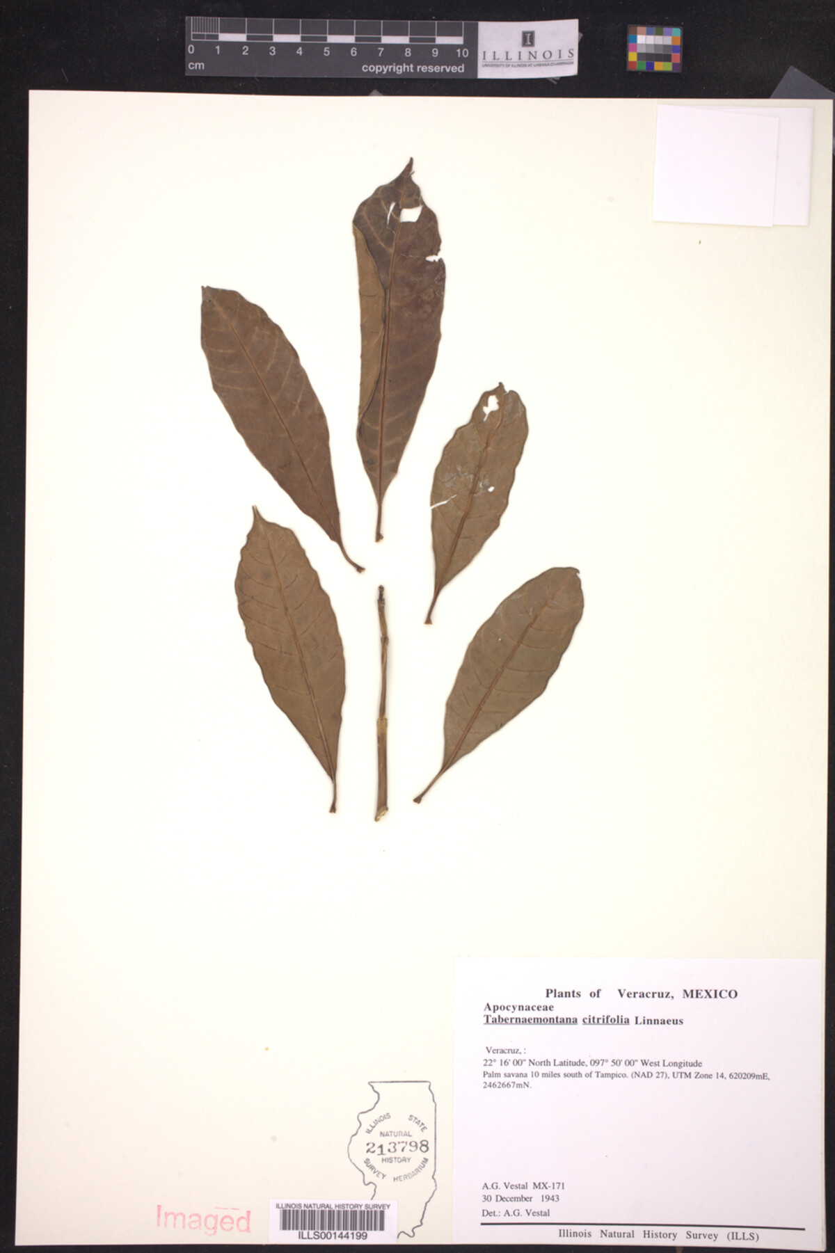 Tabernaemontana citrifolia image