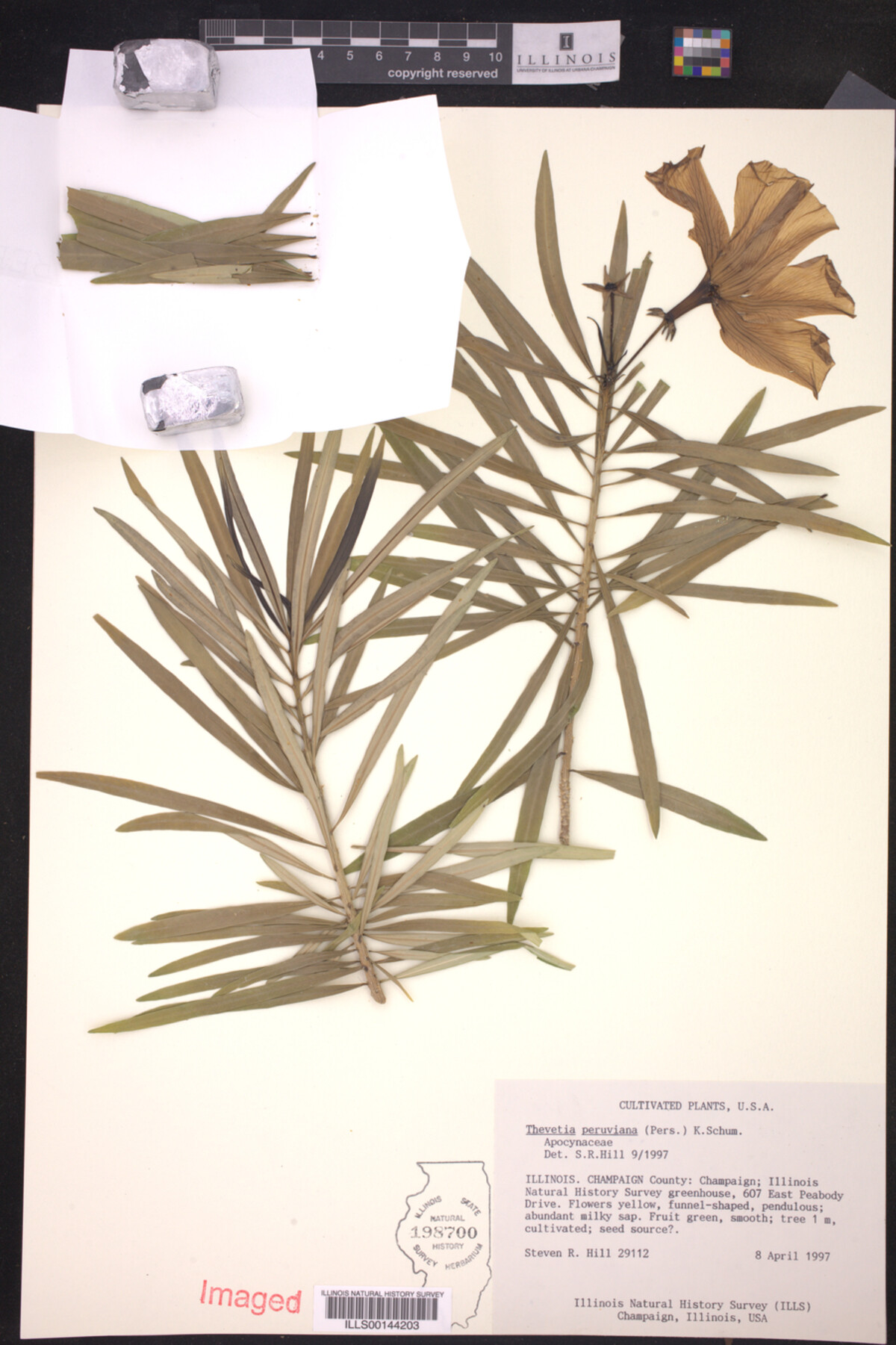 Thevetia peruviana image