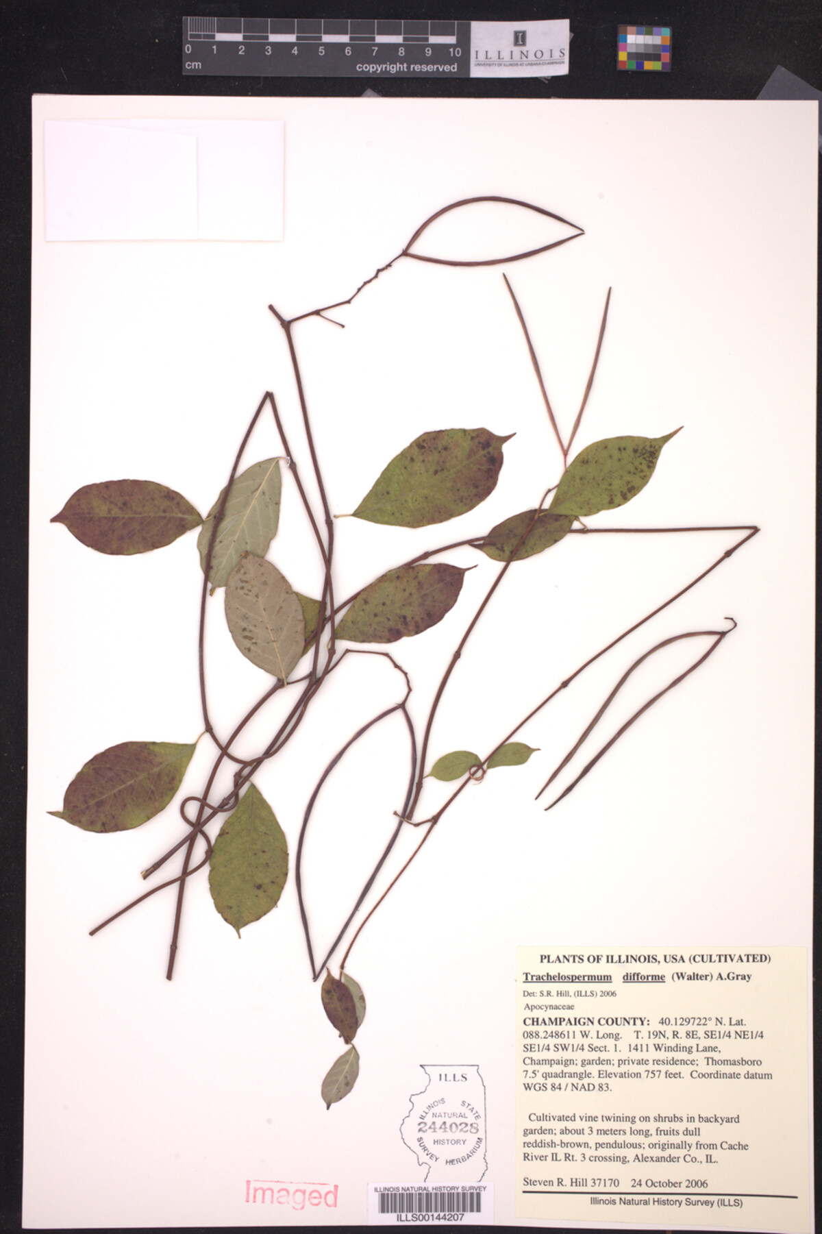 Trachelospermum difforme image