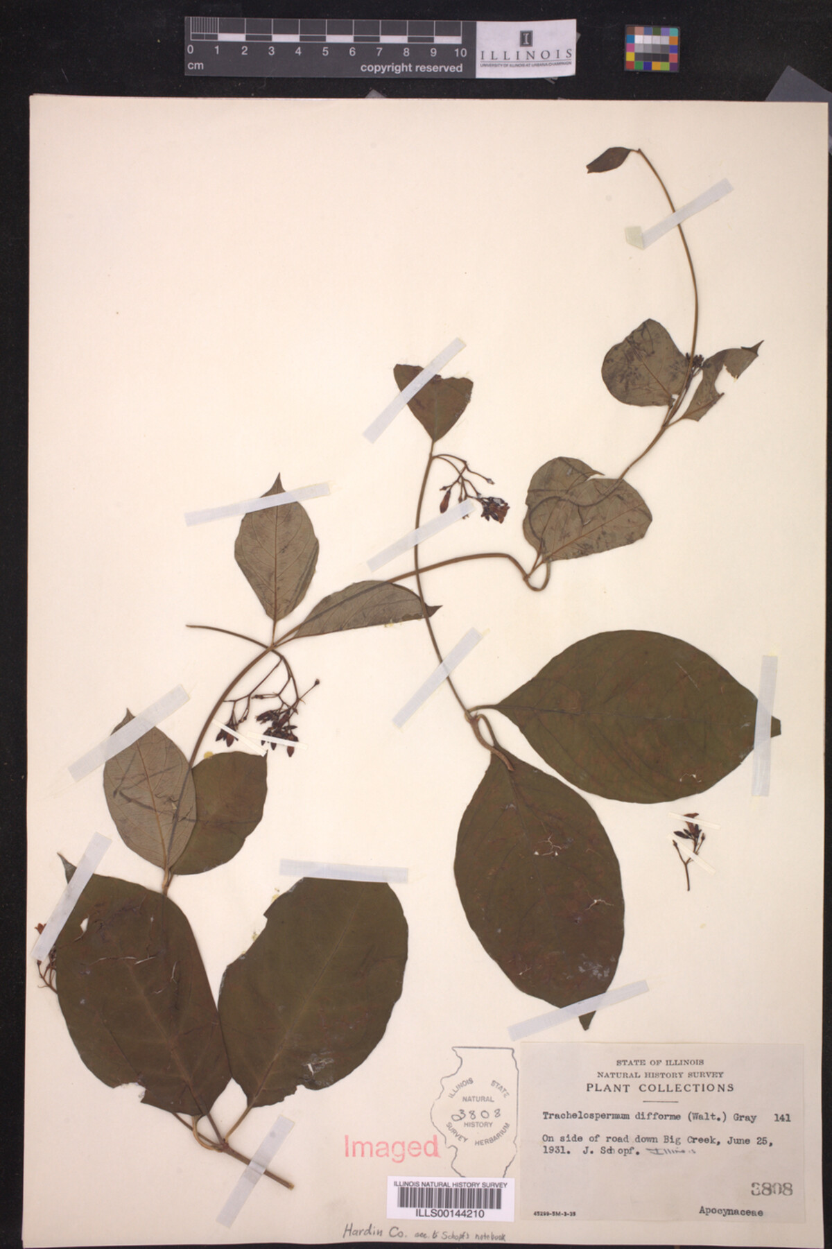 Trachelospermum difforme image