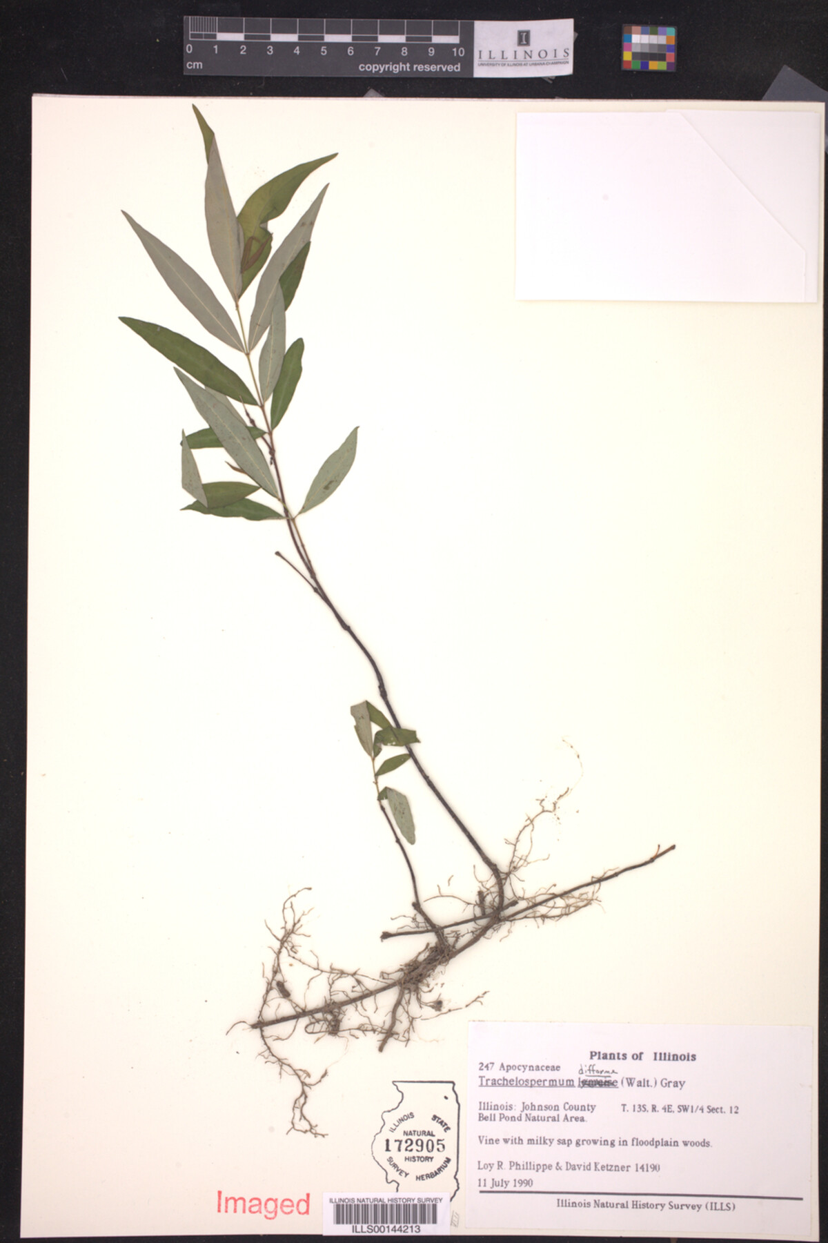 Trachelospermum image