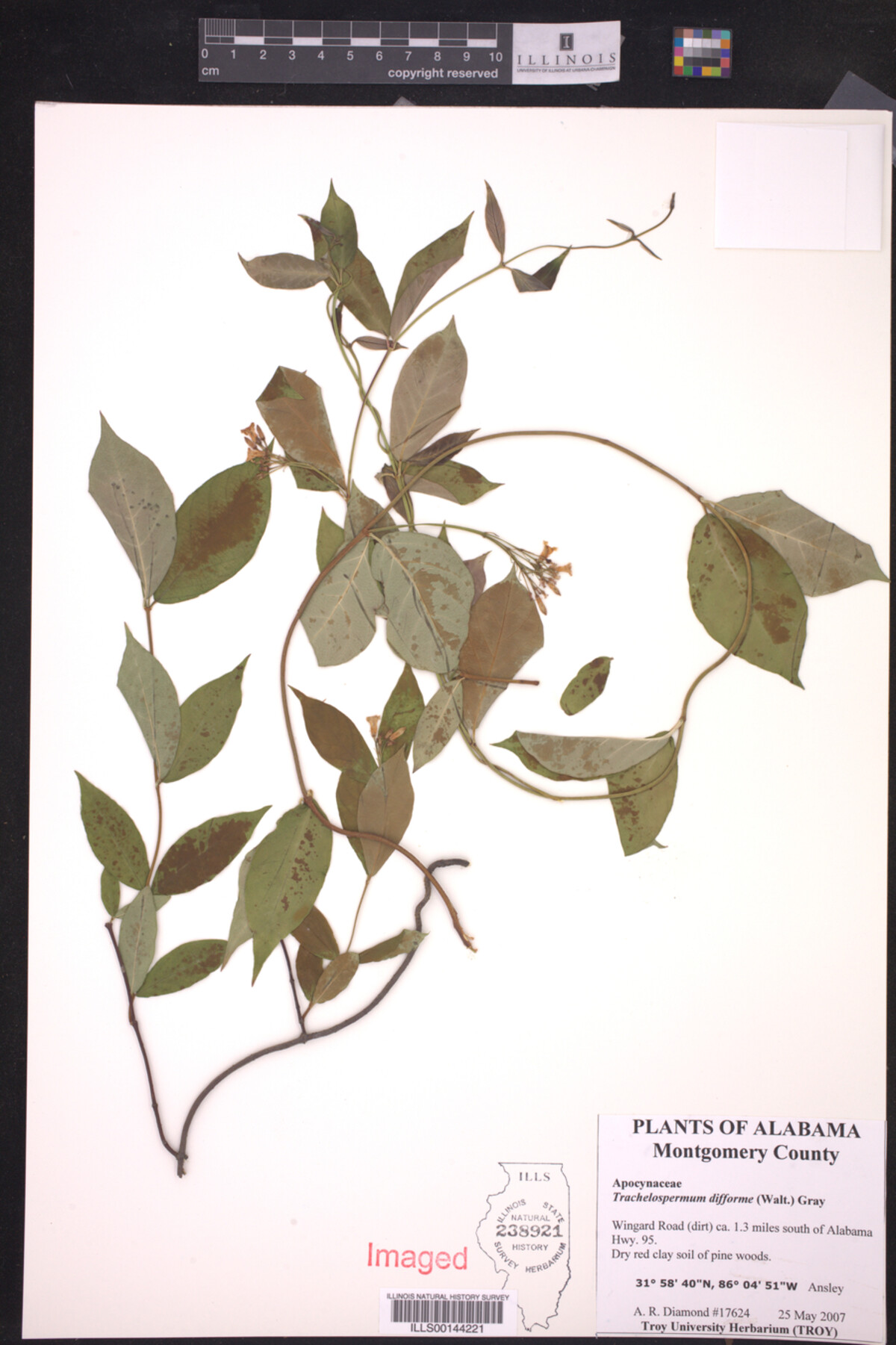 Trachelospermum difforme image
