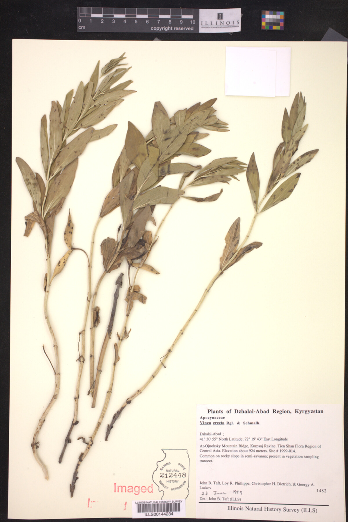 Vinca erecta image