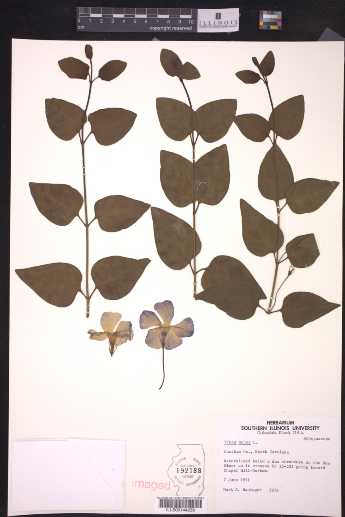 Vinca image