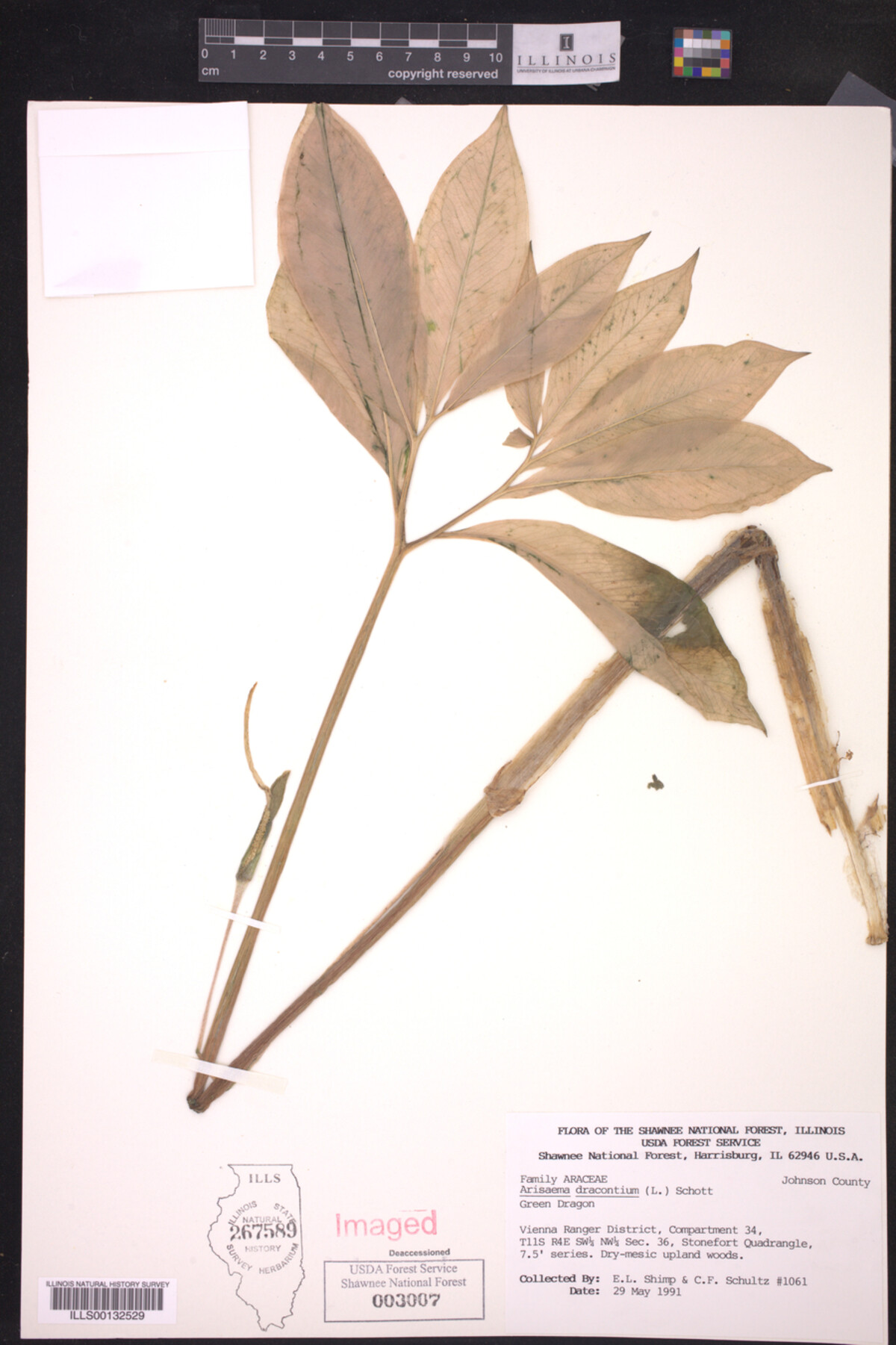 Arisaema dracontium image