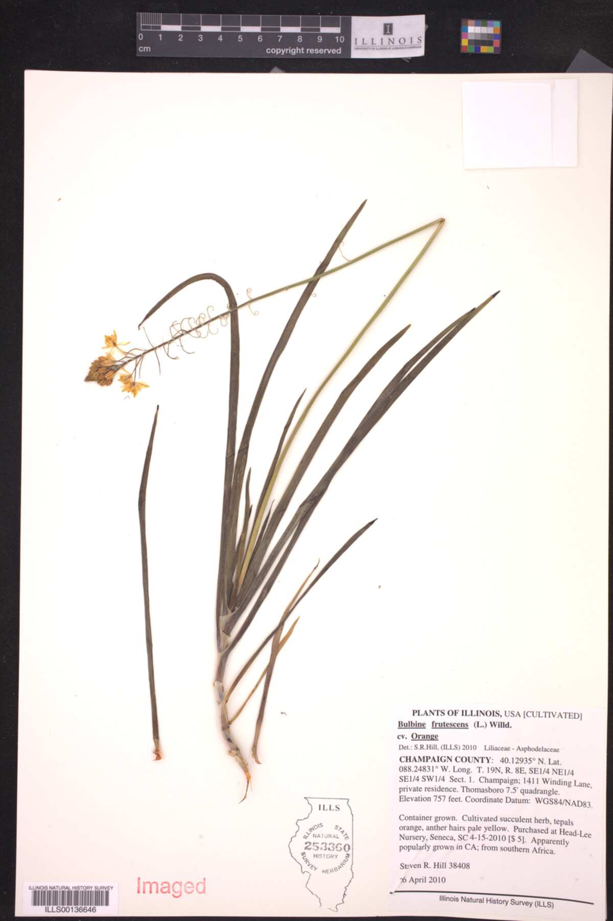 Bulbine frutescens image