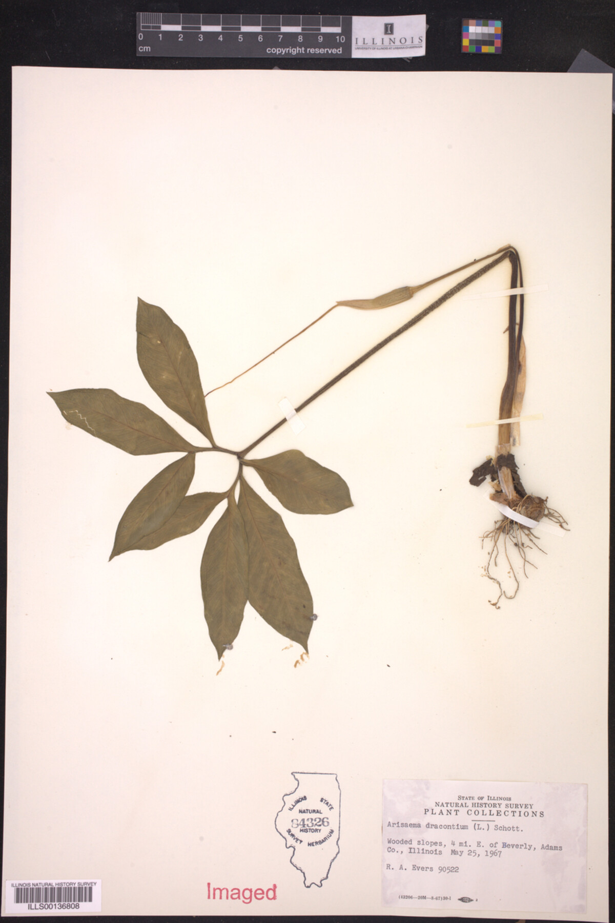 Araceae image