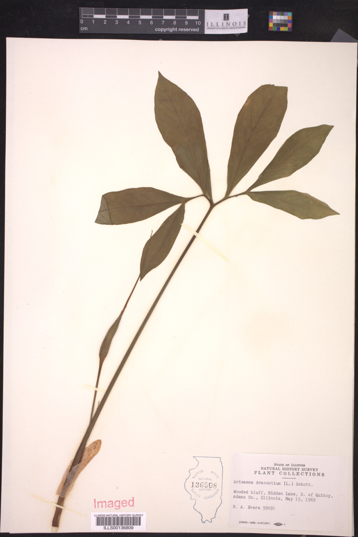 Araceae image