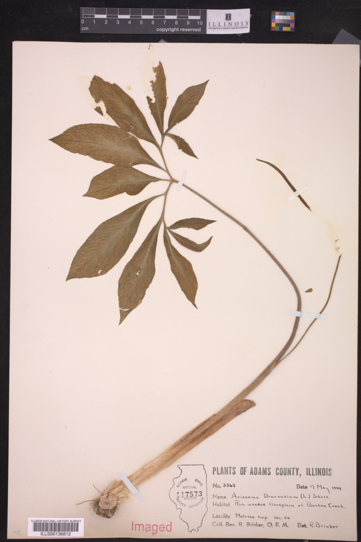 Araceae image