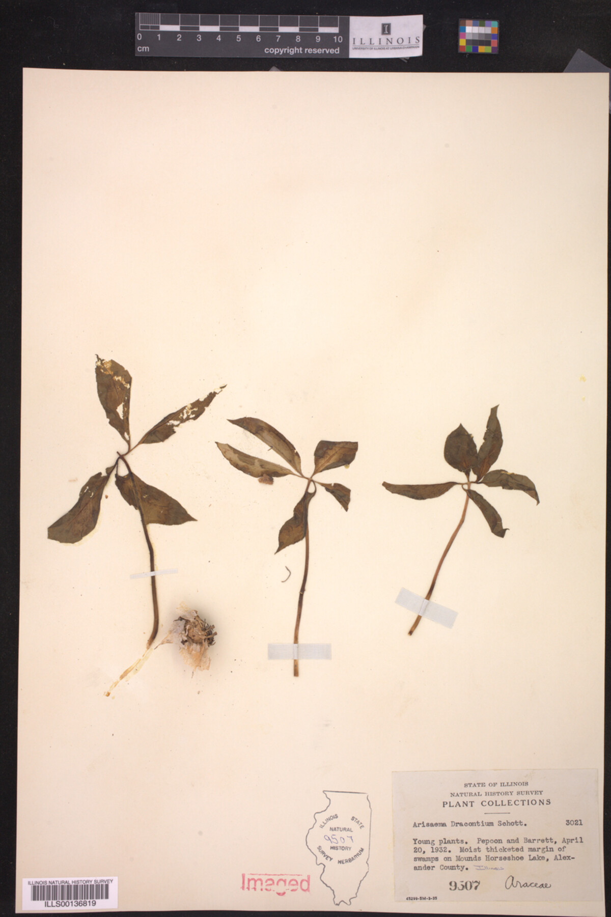 Arisaema image
