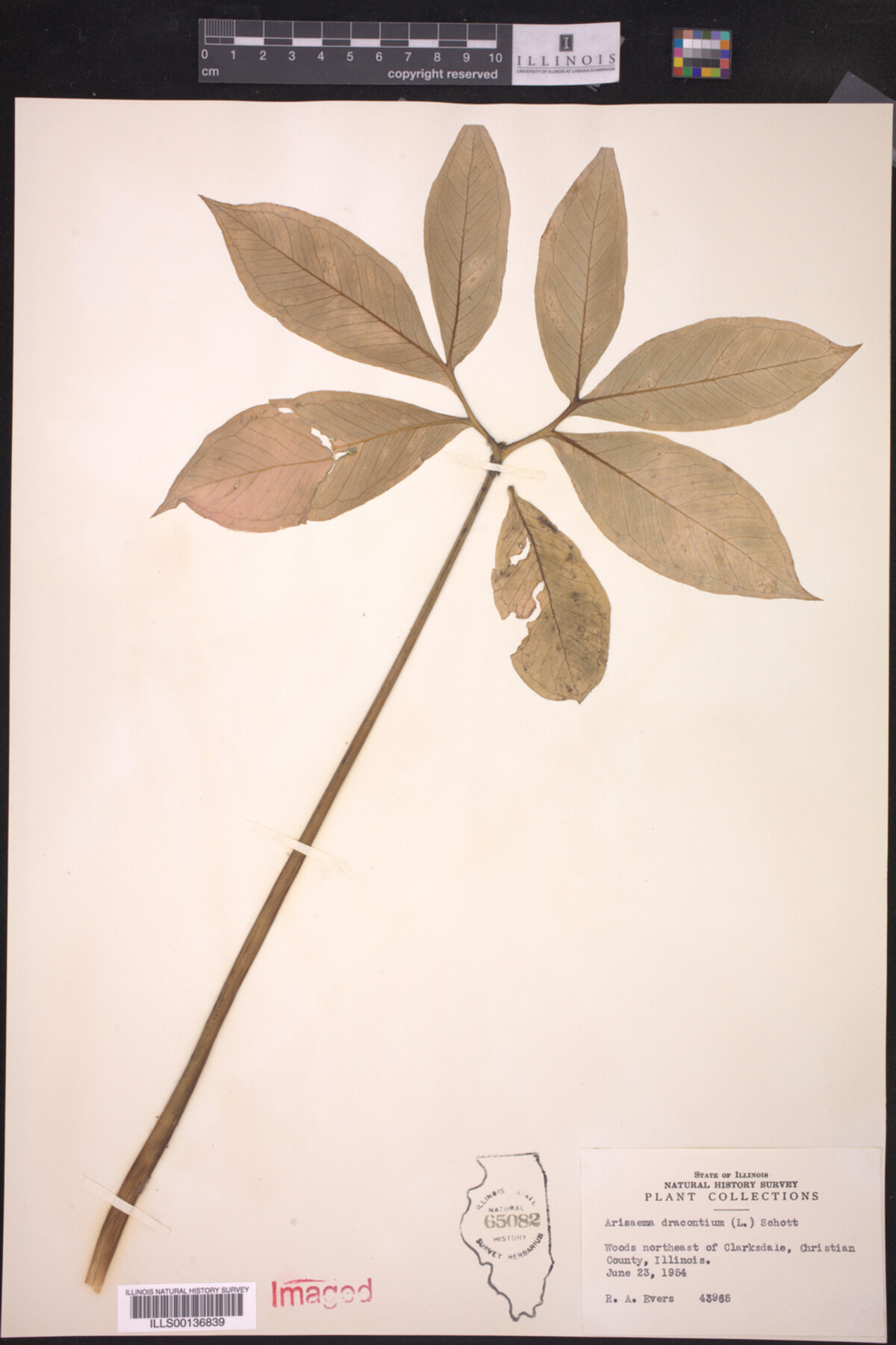 Araceae image