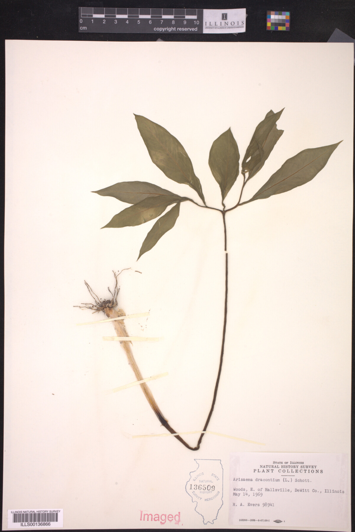 Araceae image