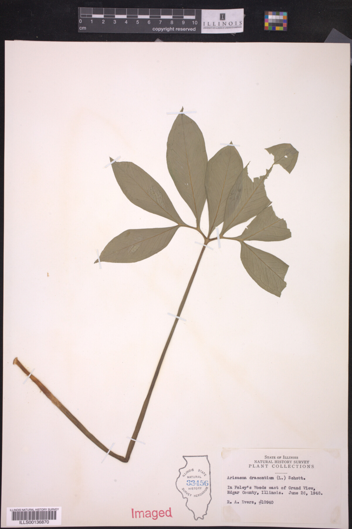 Araceae image