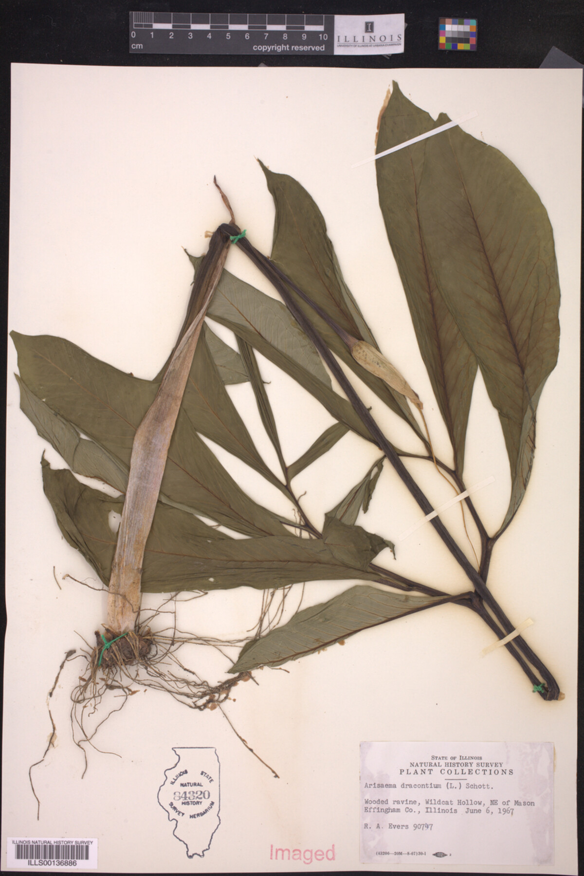 Araceae image