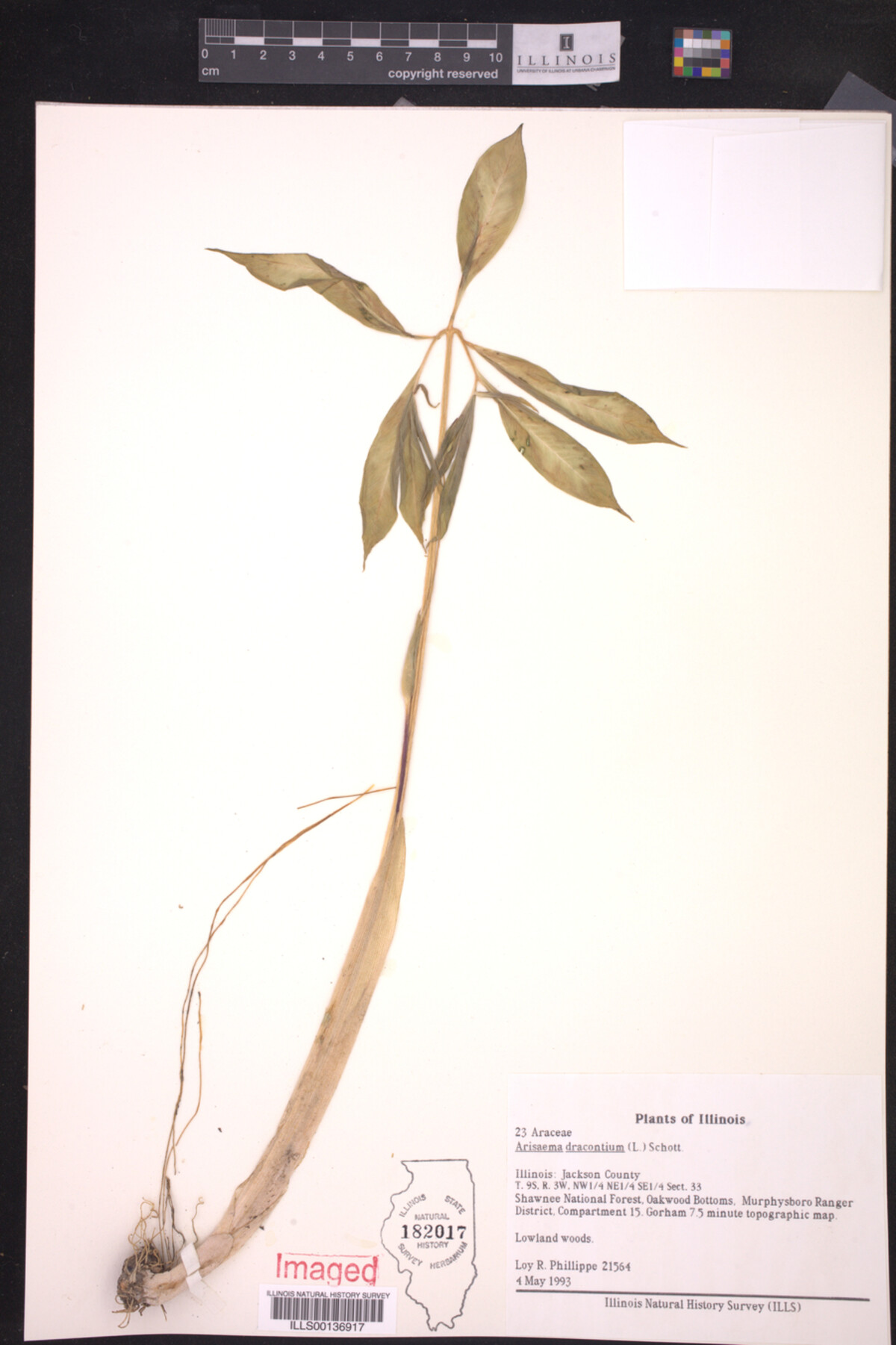 Arisaema dracontium image