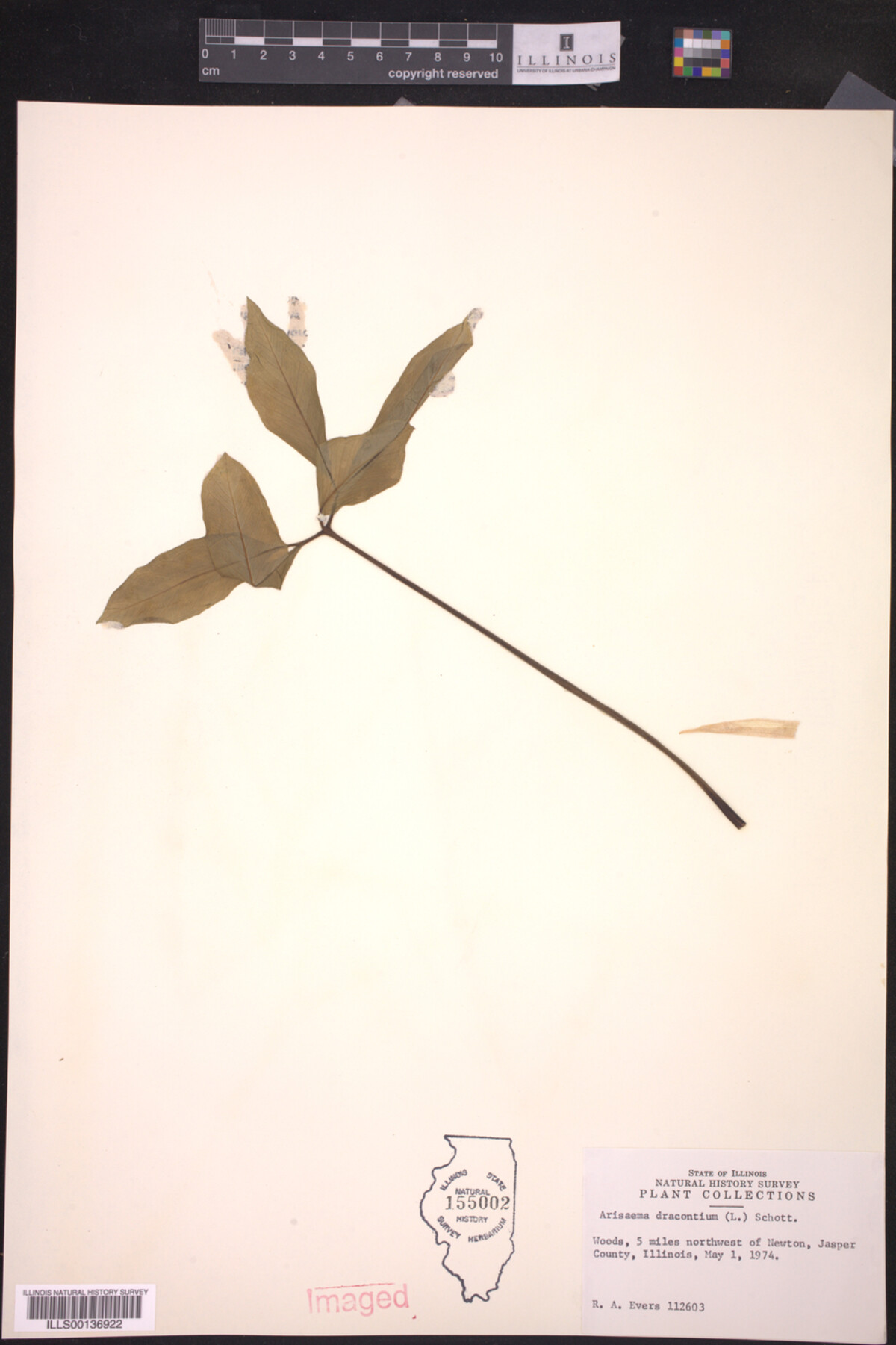 Arisaema image