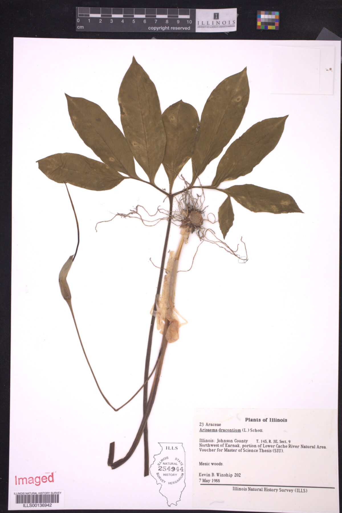 Araceae image