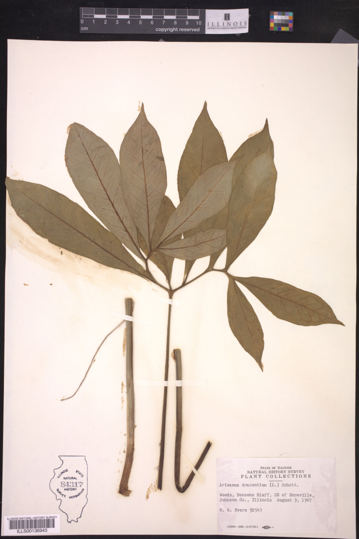 Arisaema dracontium image