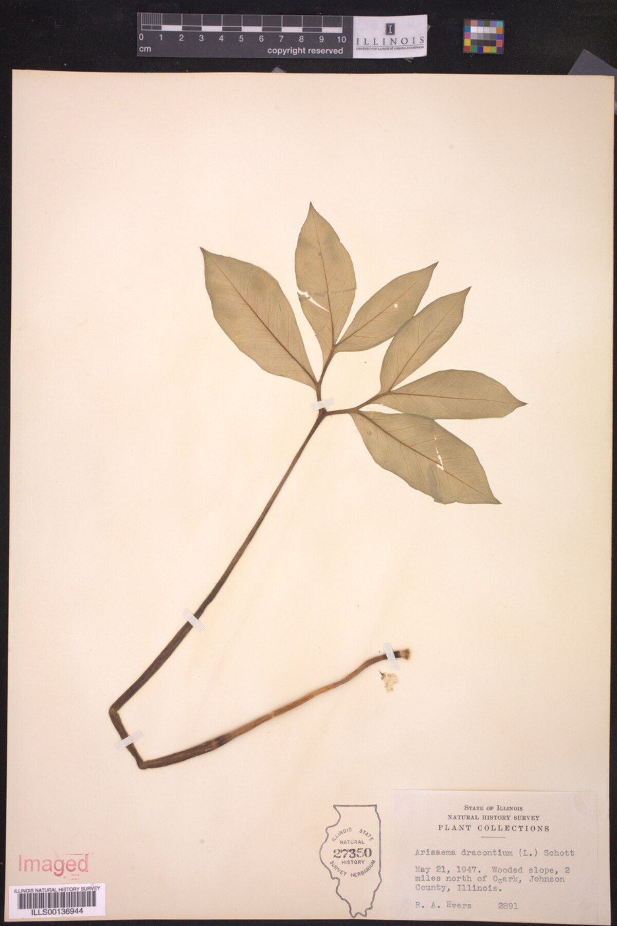 Arisaema dracontium image