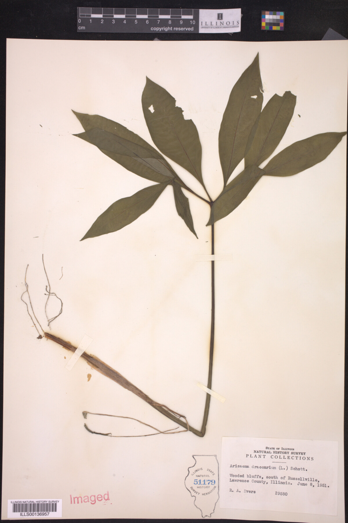 Arisaema dracontium image