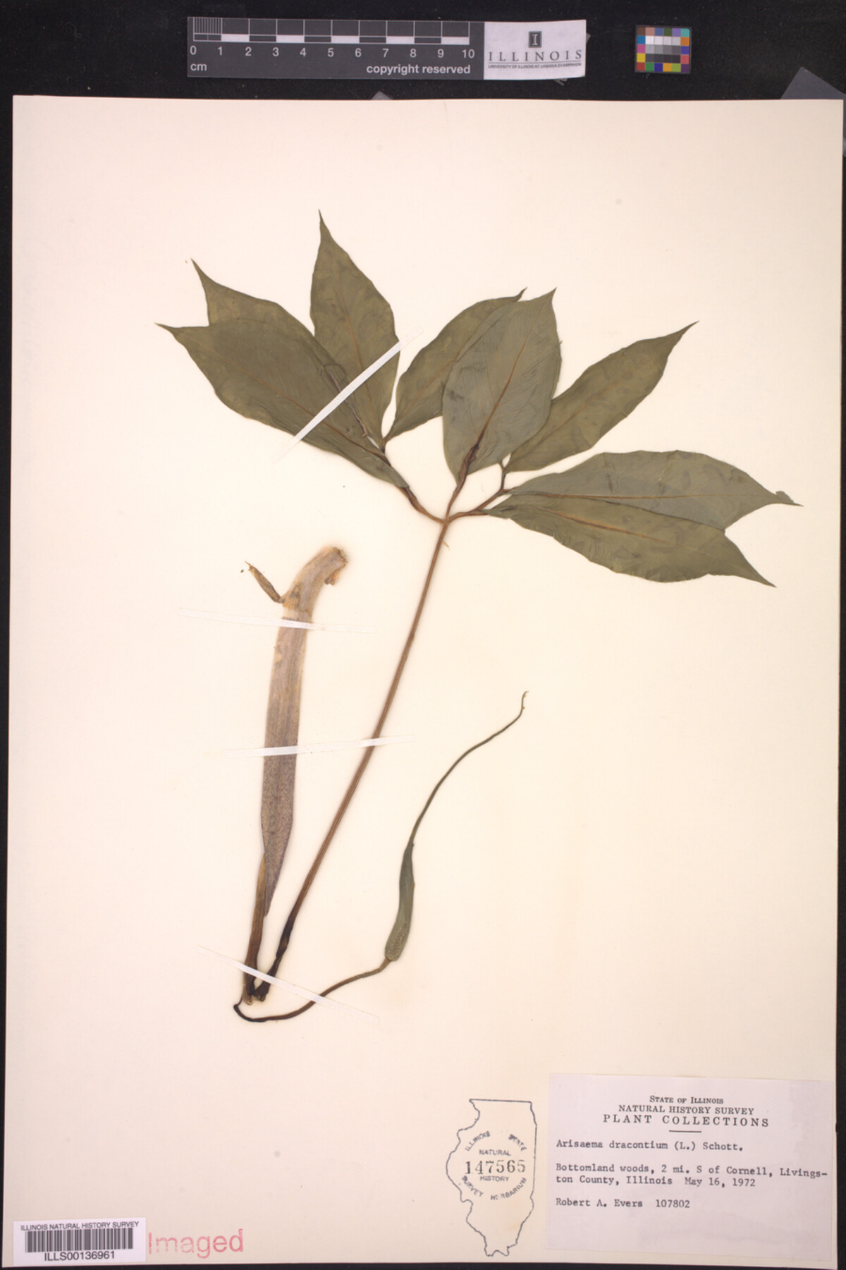 Araceae image