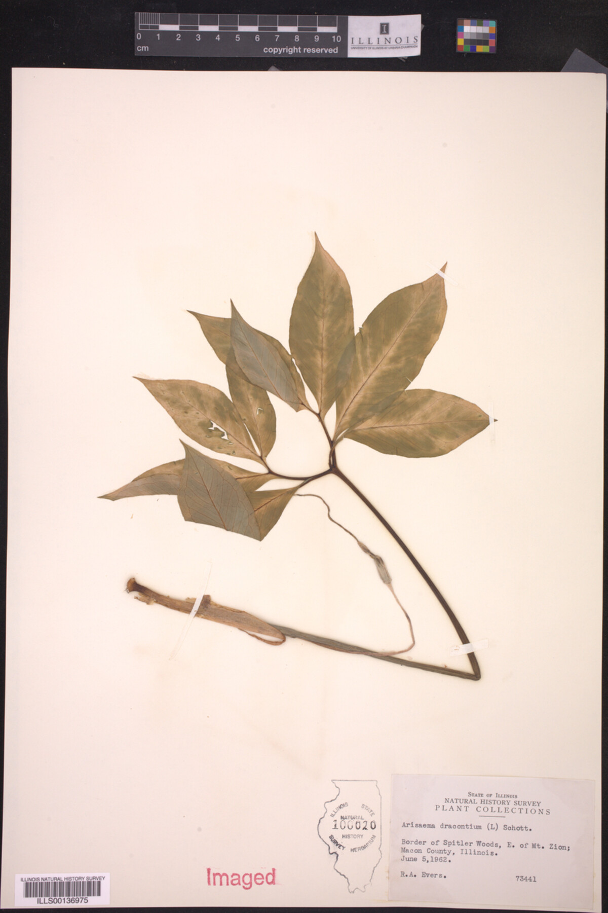 Arisaema dracontium image