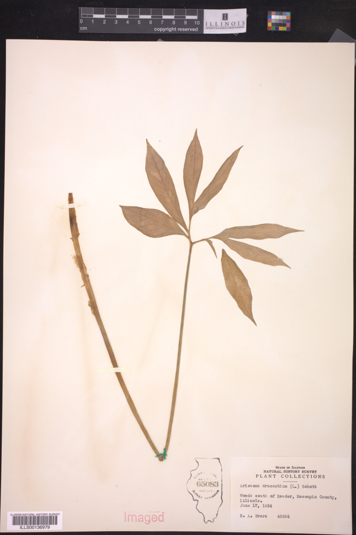 Araceae image