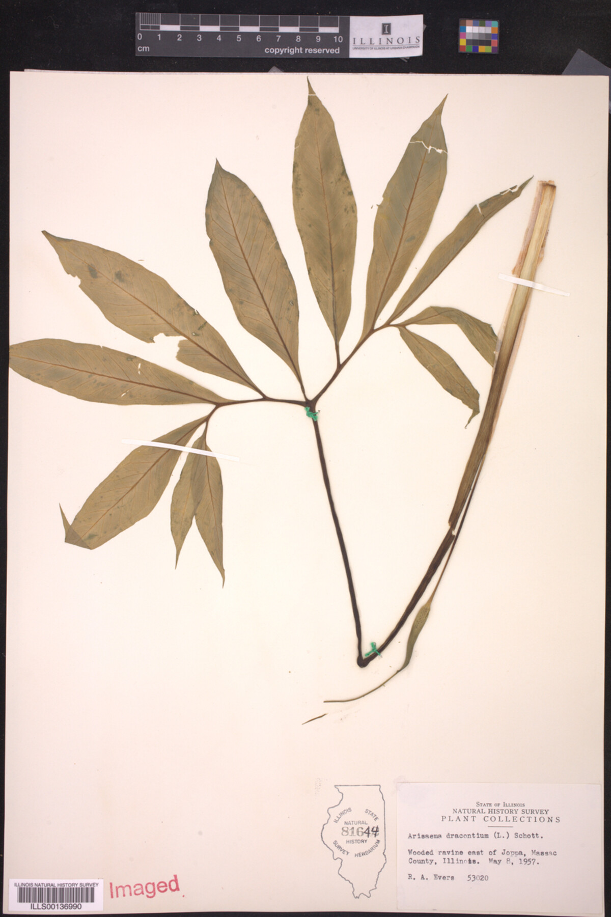 Araceae image