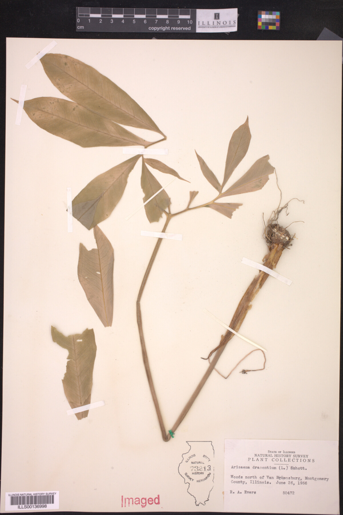Araceae image