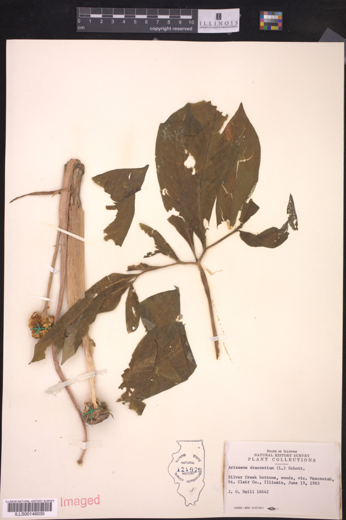 Arisaema image