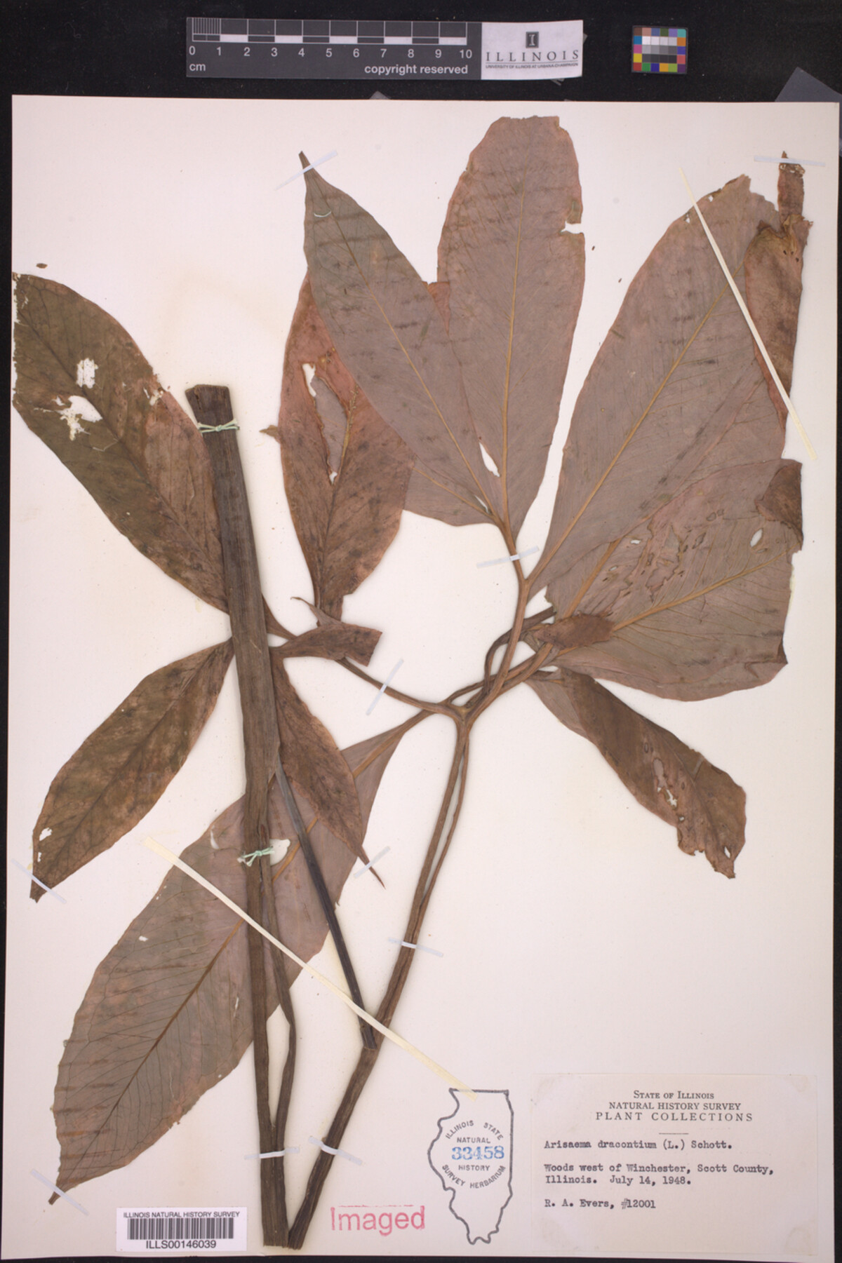 Araceae image
