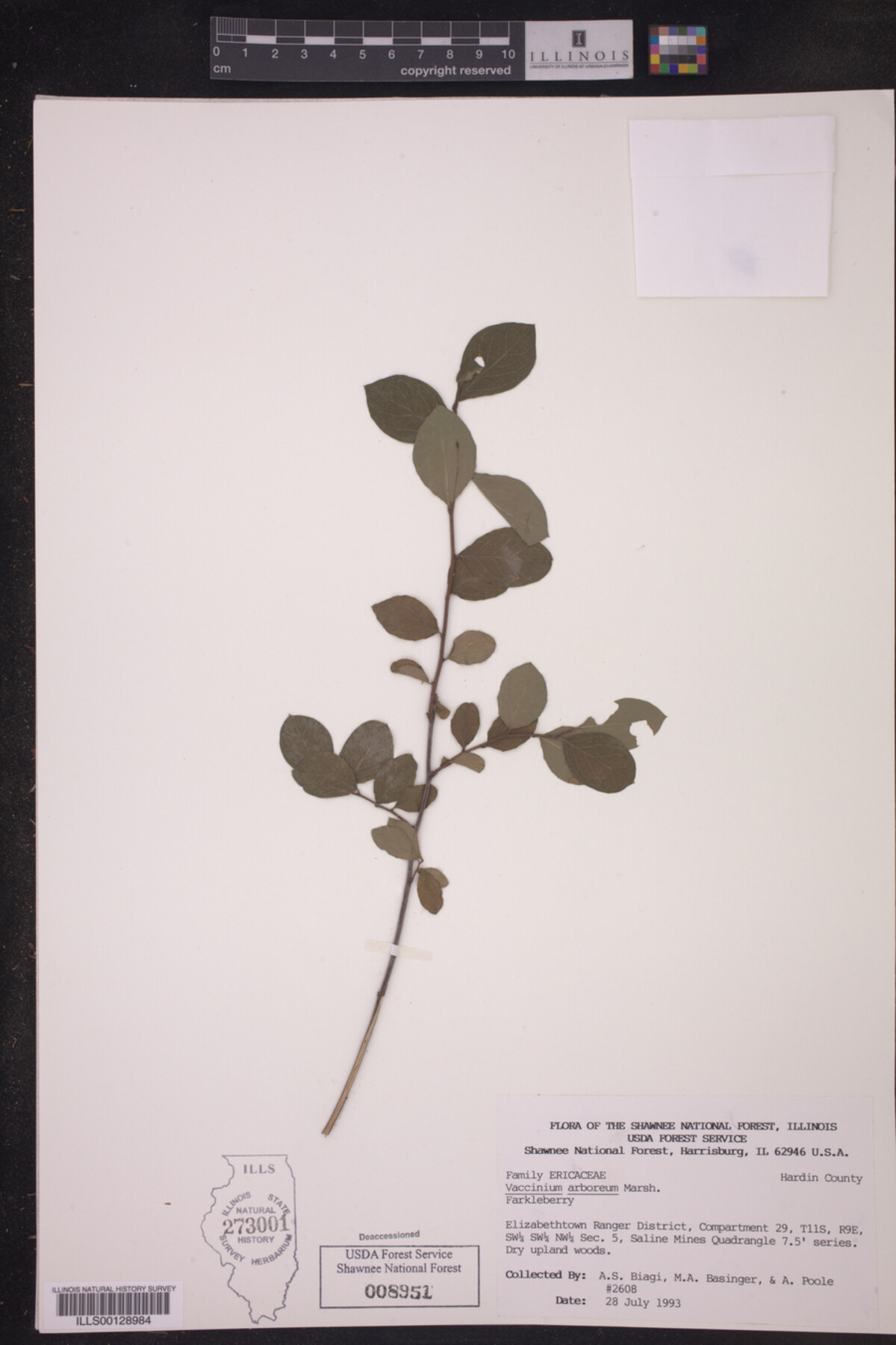Vaccinium arboreum image