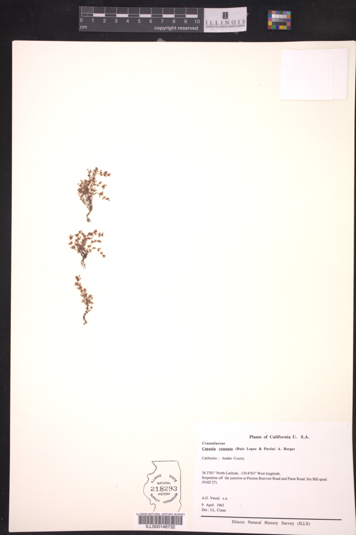 Crassula connata image