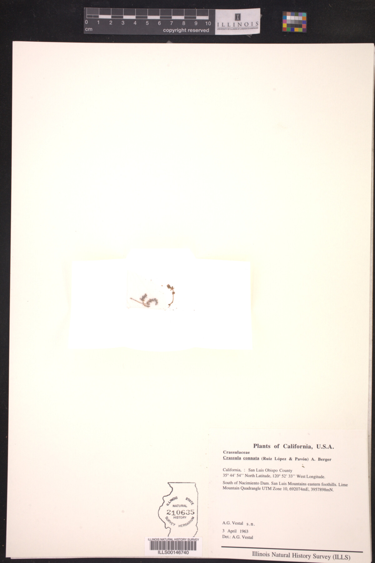 Crassulaceae image