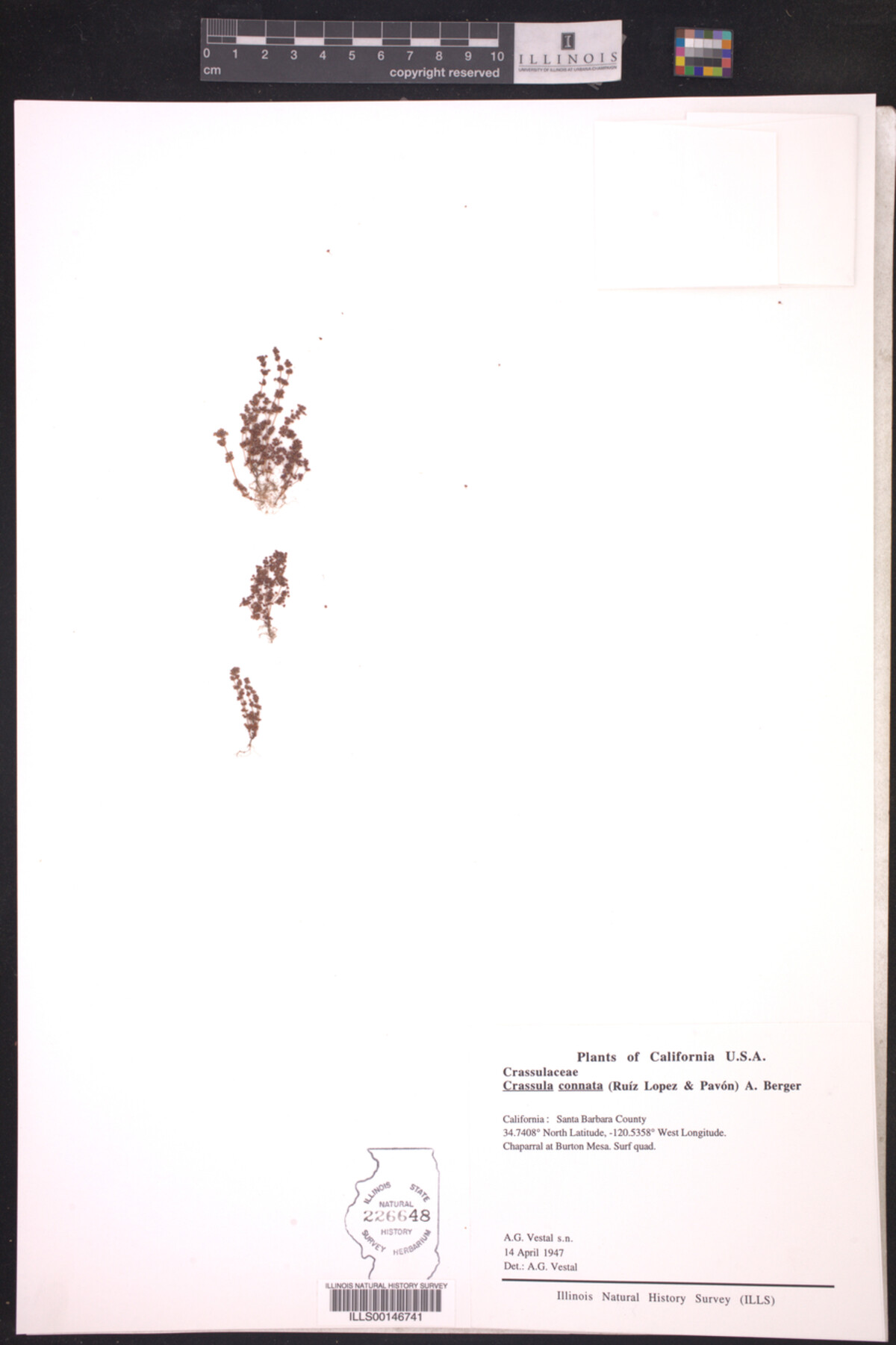 Crassula image