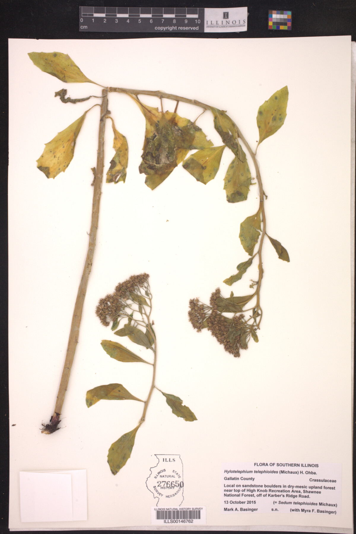 Hylotelephium telephioides image