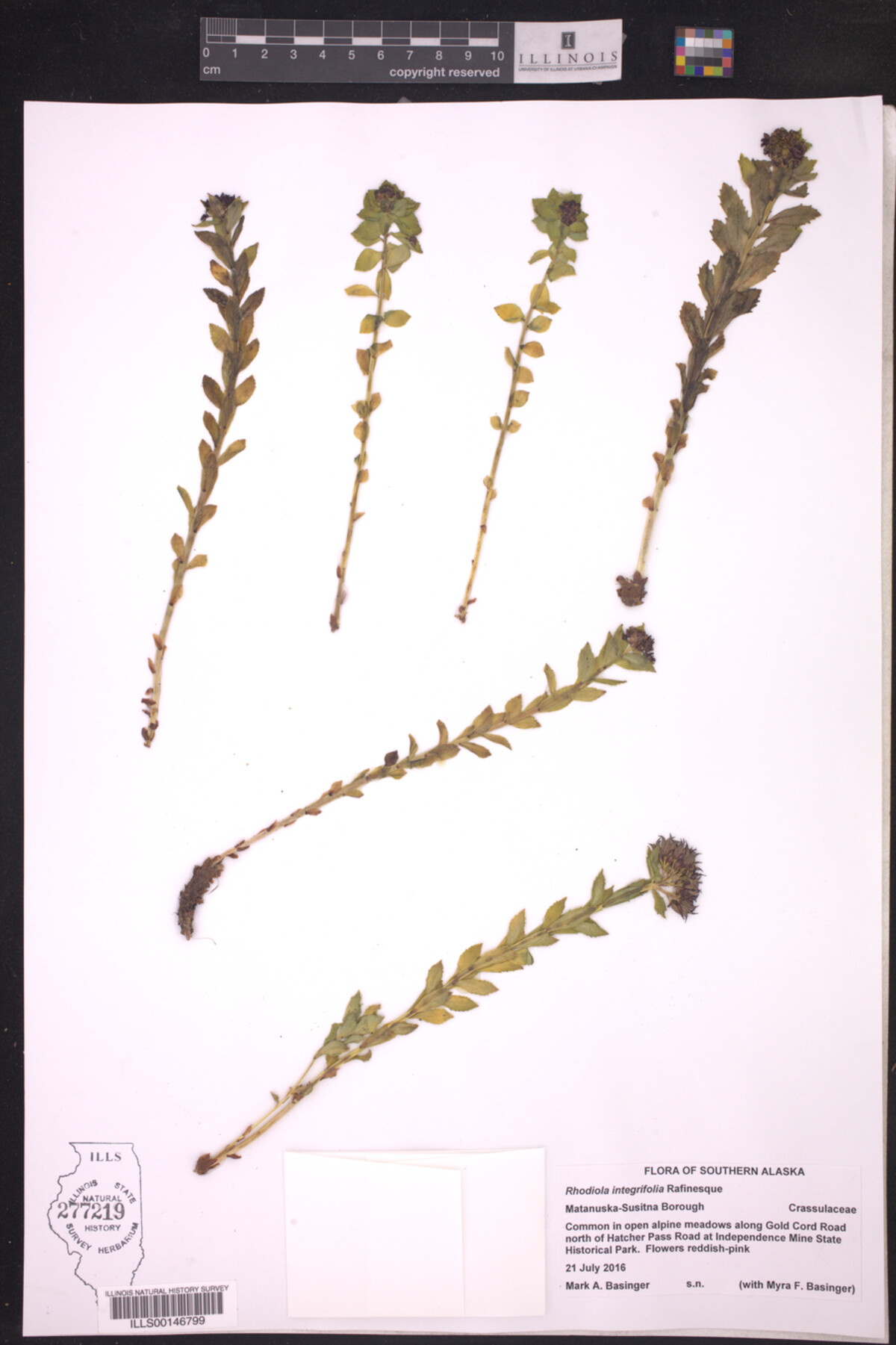 Rhodiola integrifolia image