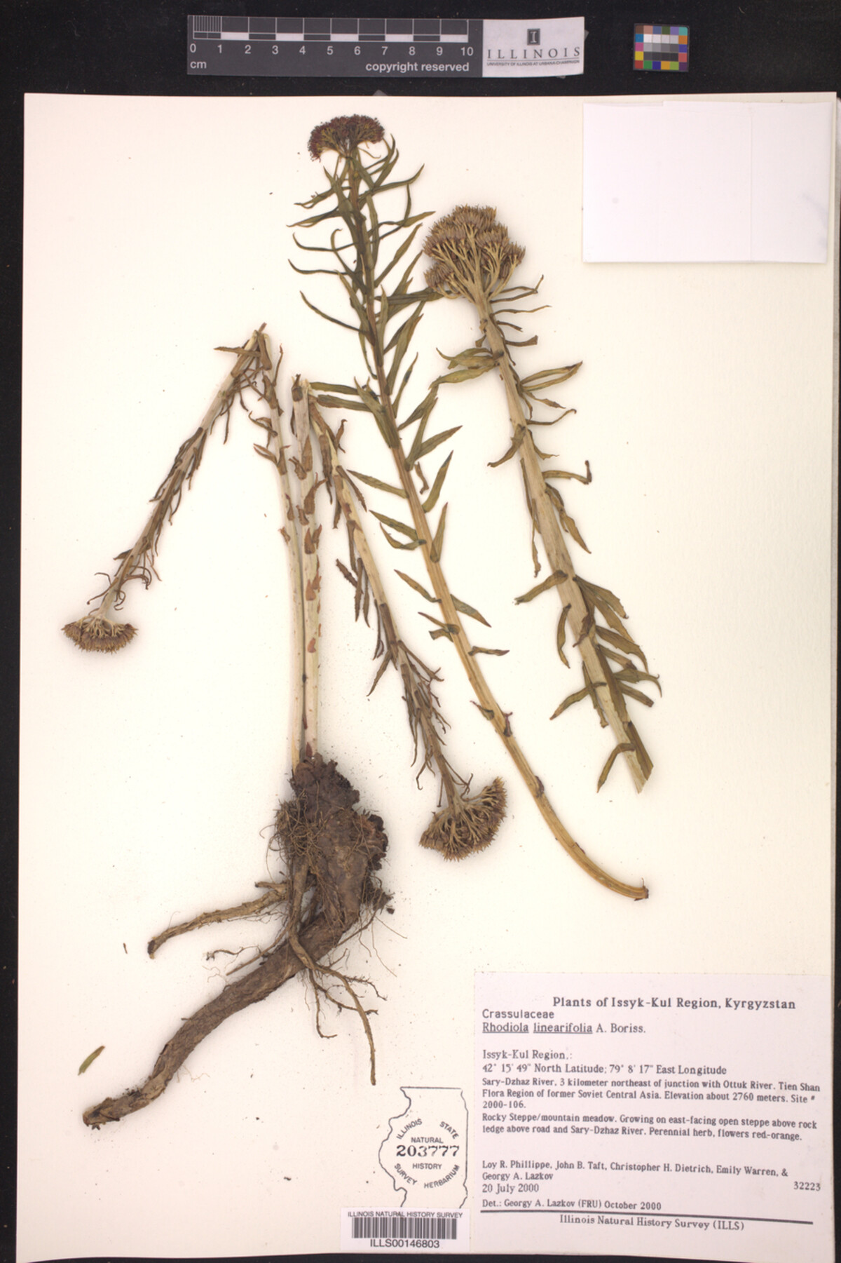 Rhodiola linearifolia image