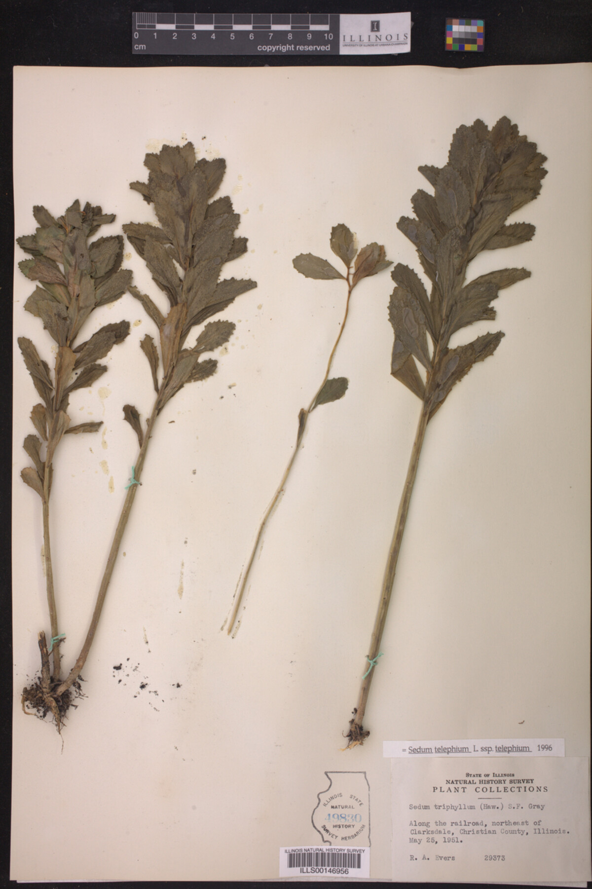Sedum telephium ssp. telephium image