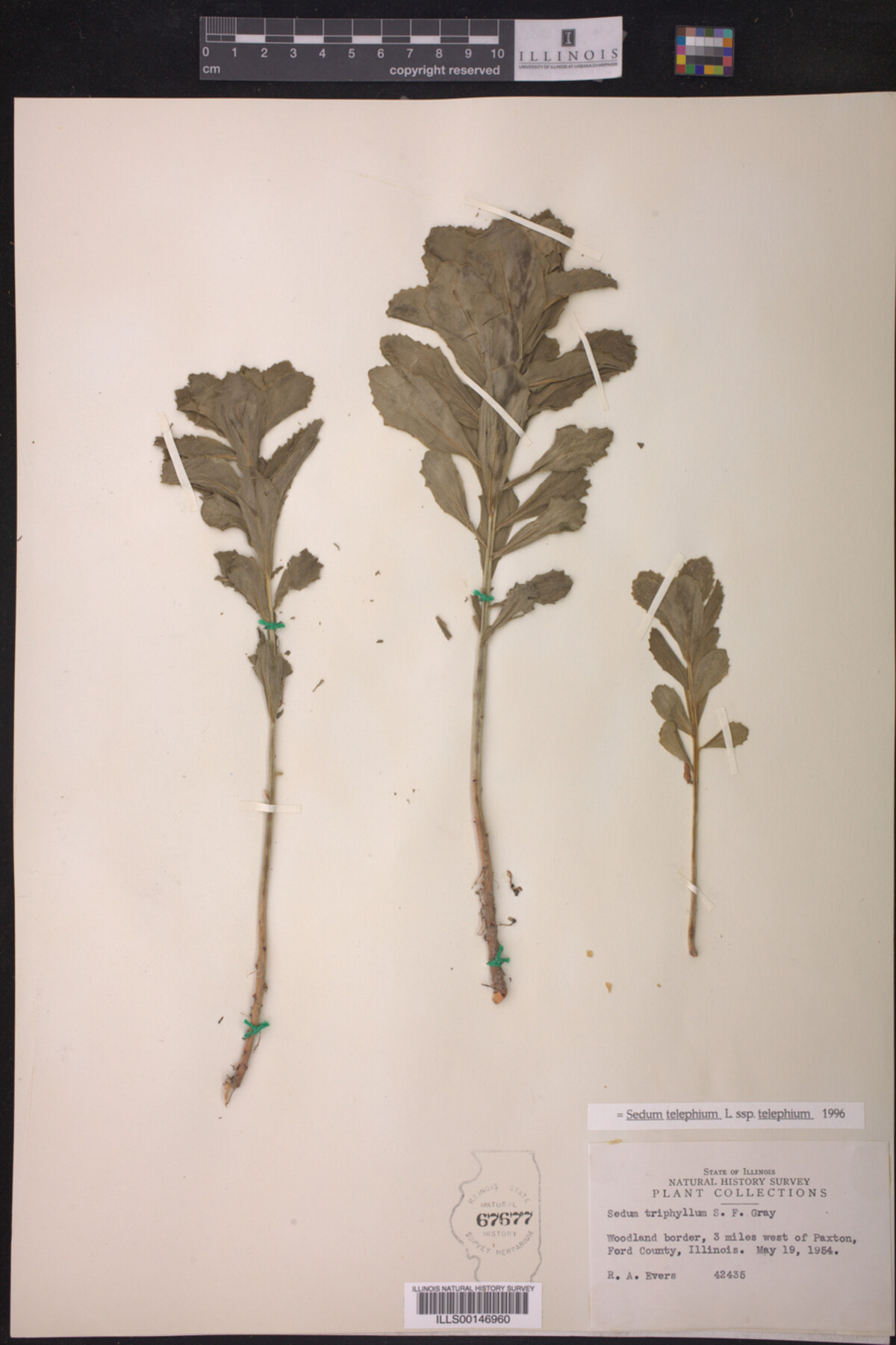 Sedum telephium ssp. telephium image