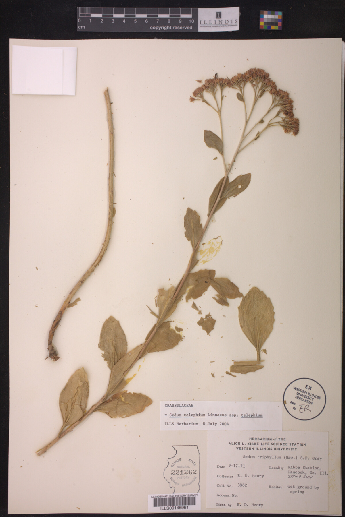 Sedum telephium ssp. telephium image